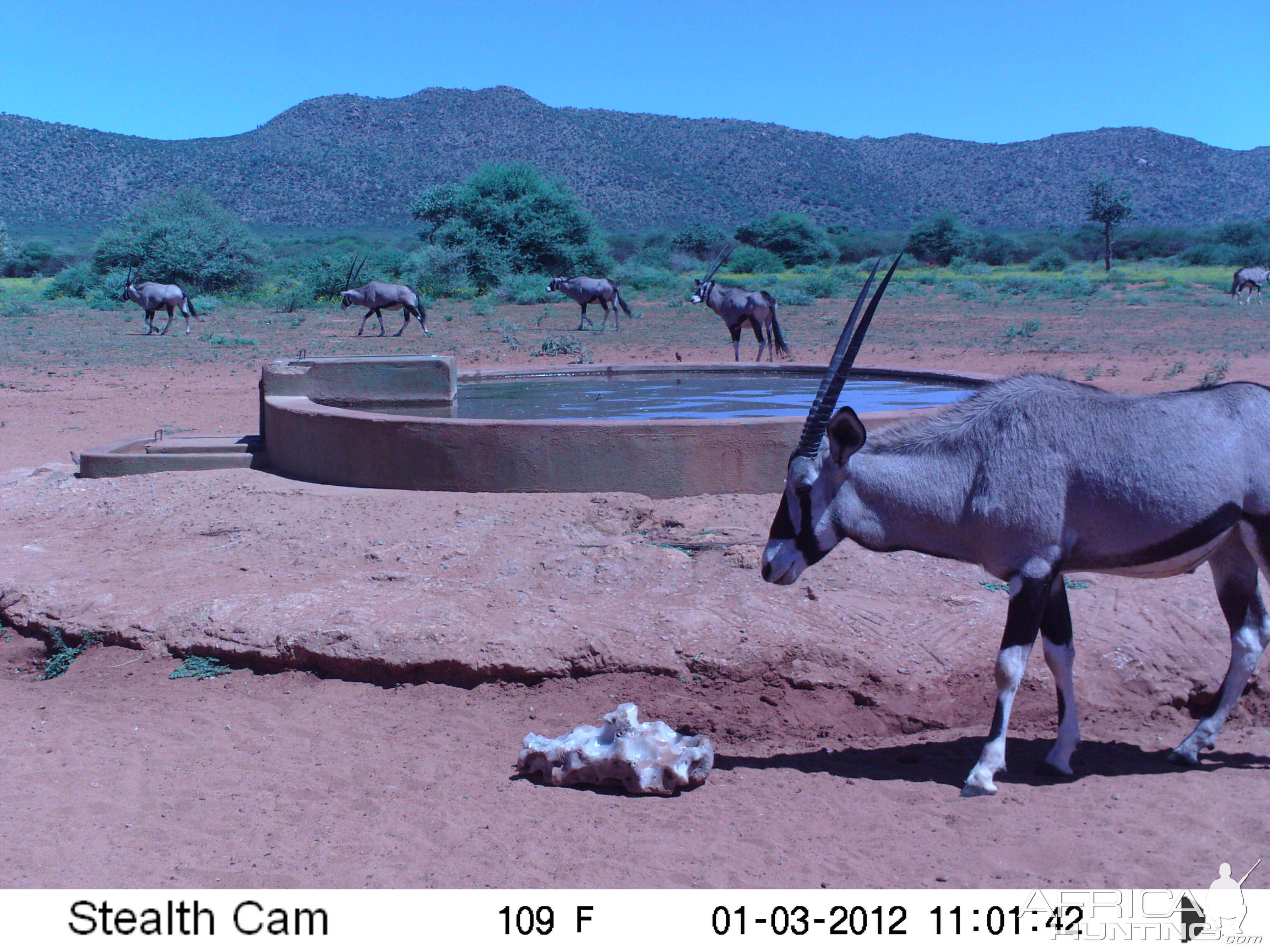 Trail Camera Namibia