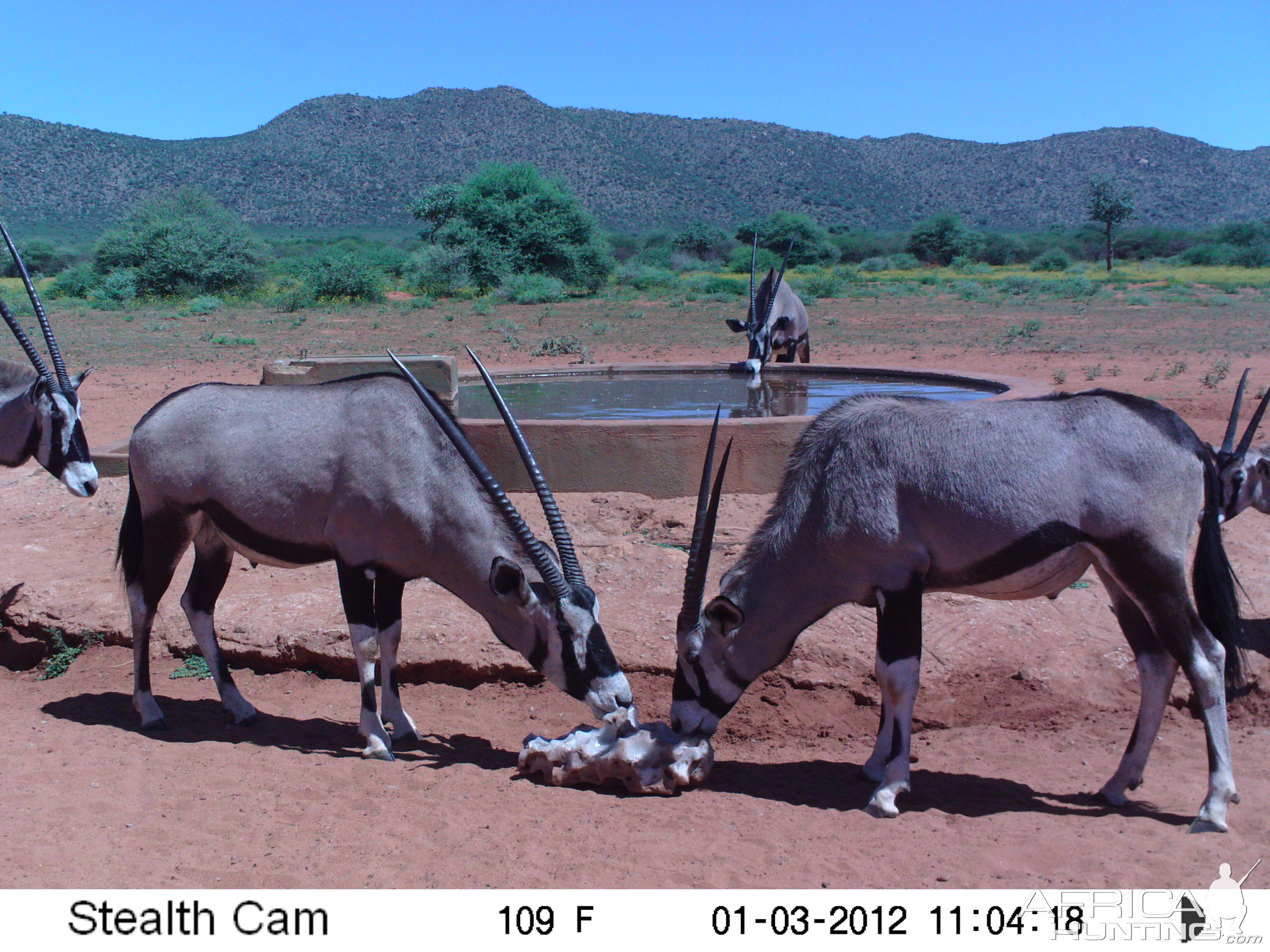 Trail Camera Namibia