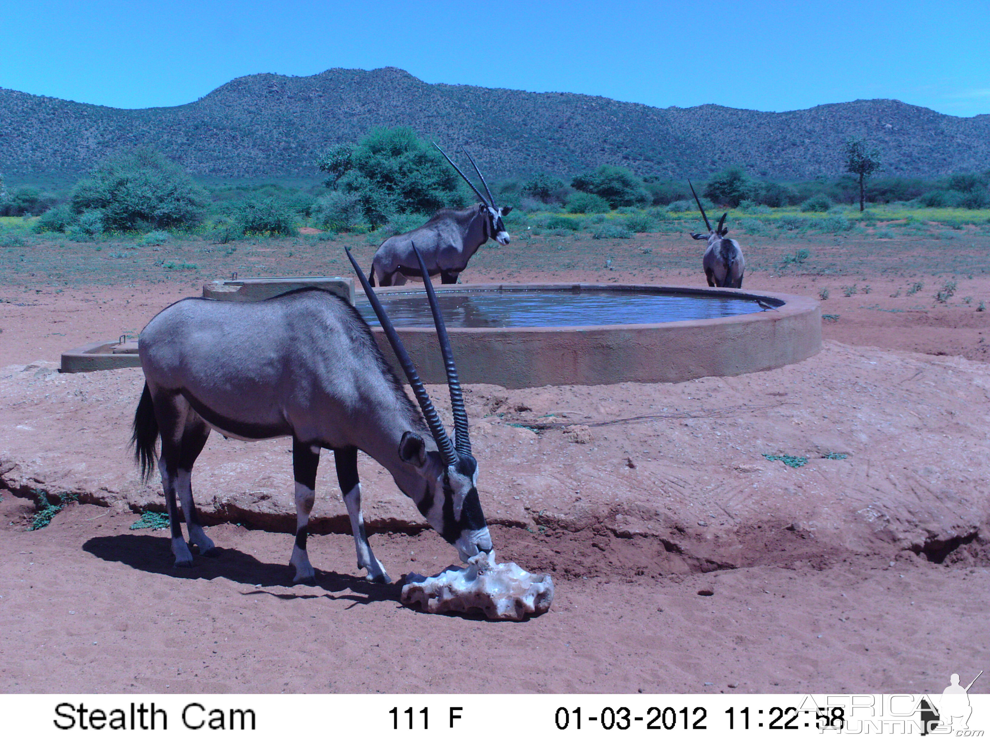 Trail Camera Namibia