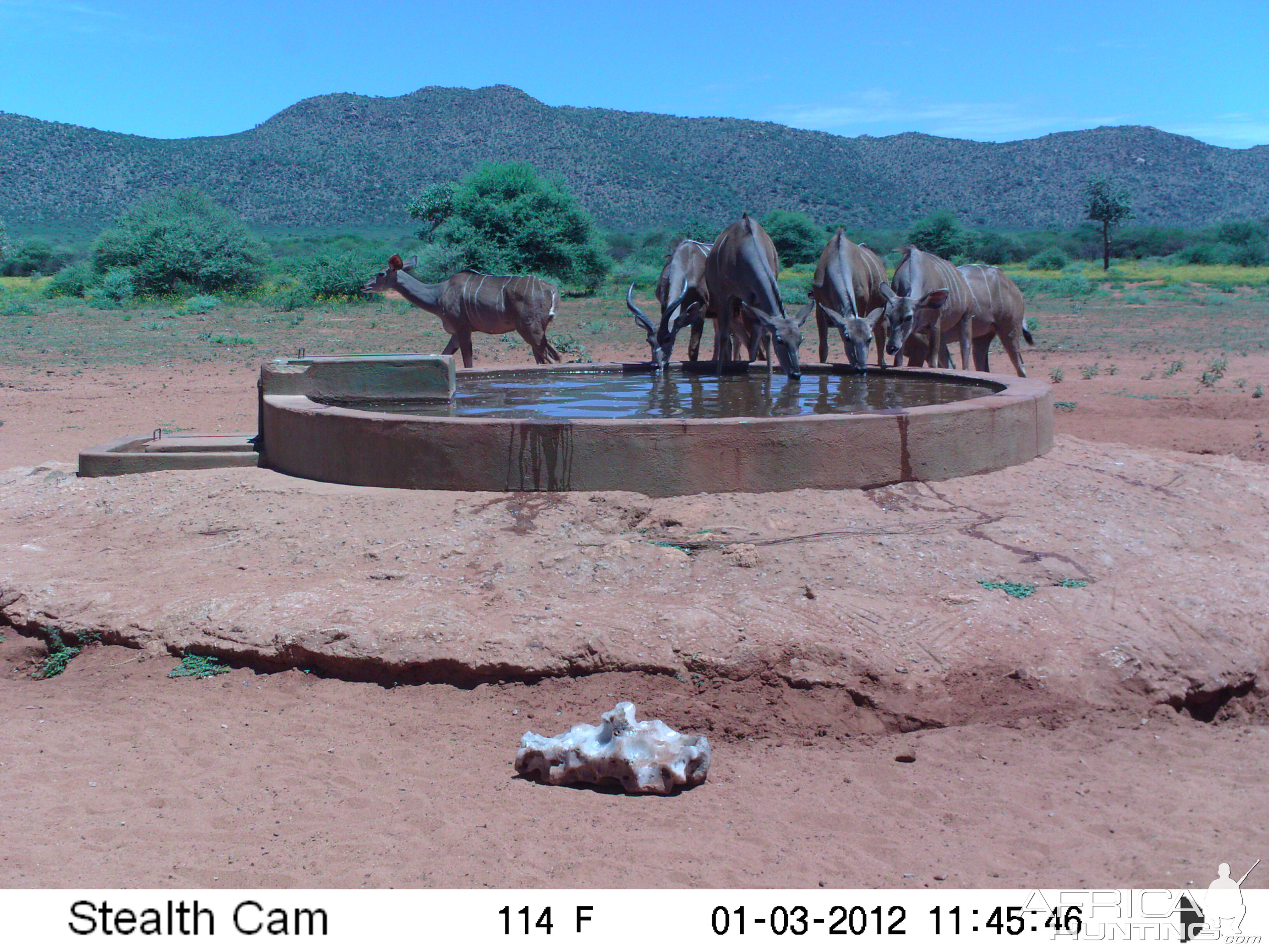 Trail Camera Namibia