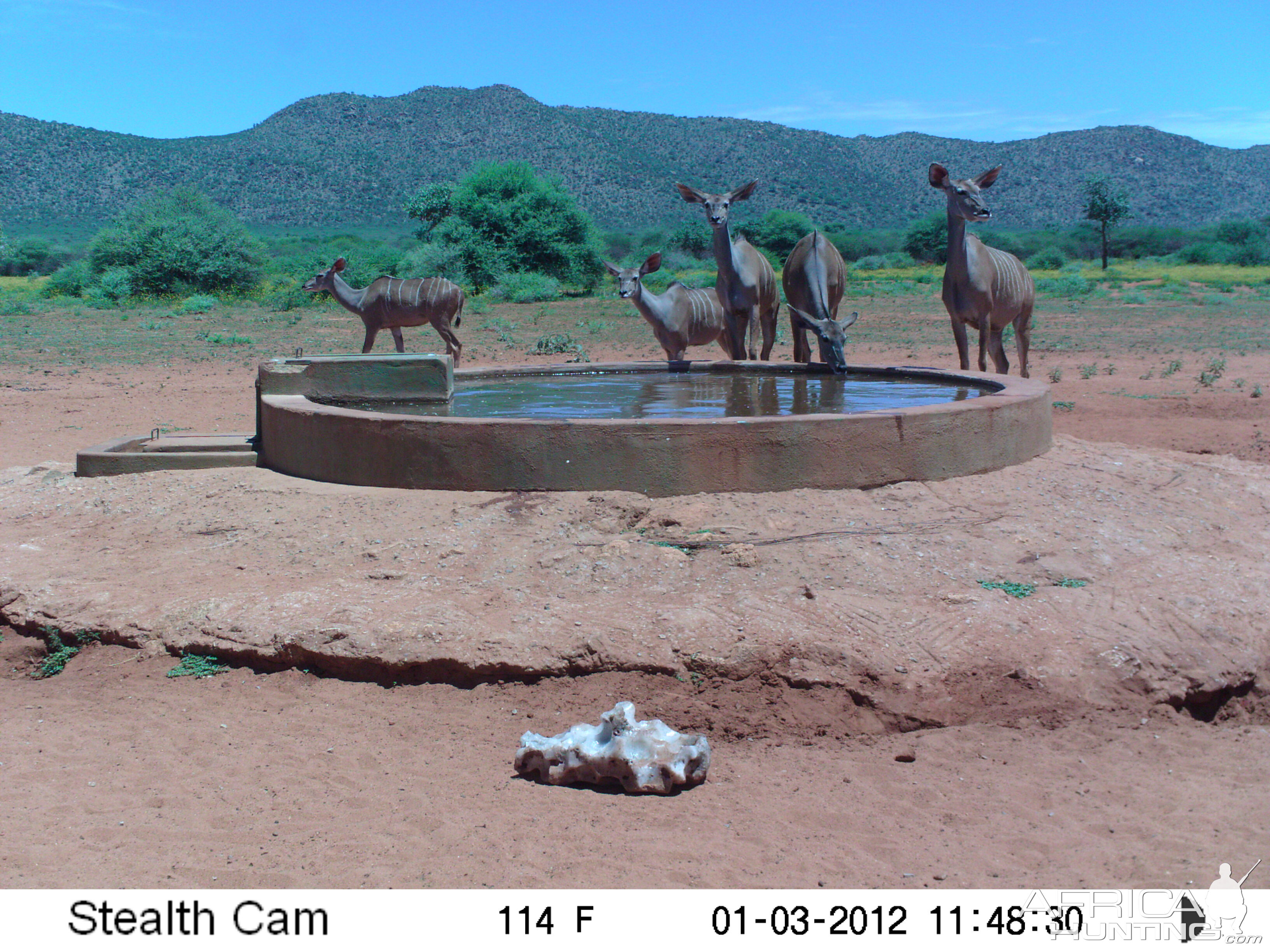 Trail Camera Namibia