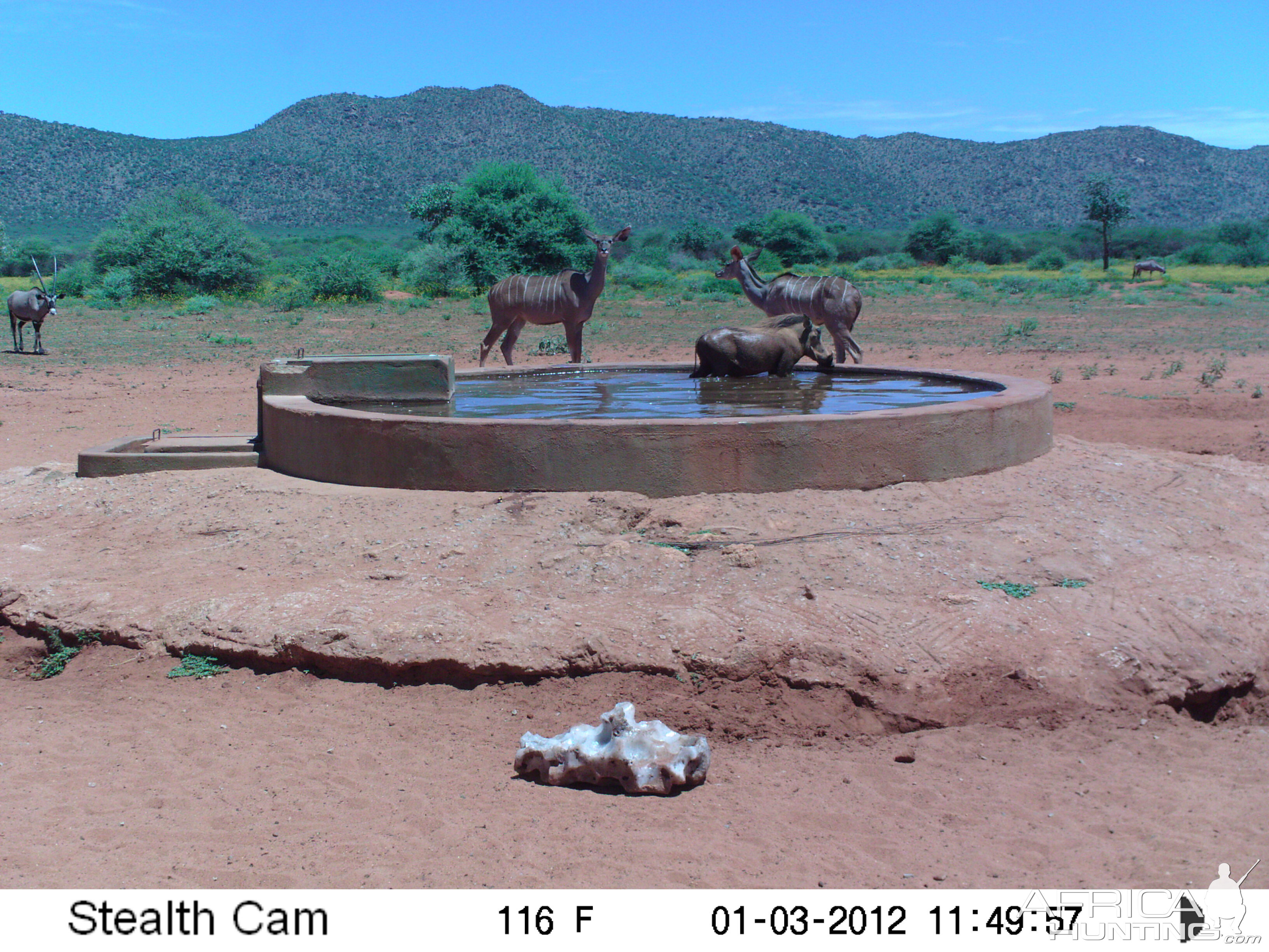 Trail Camera Namibia