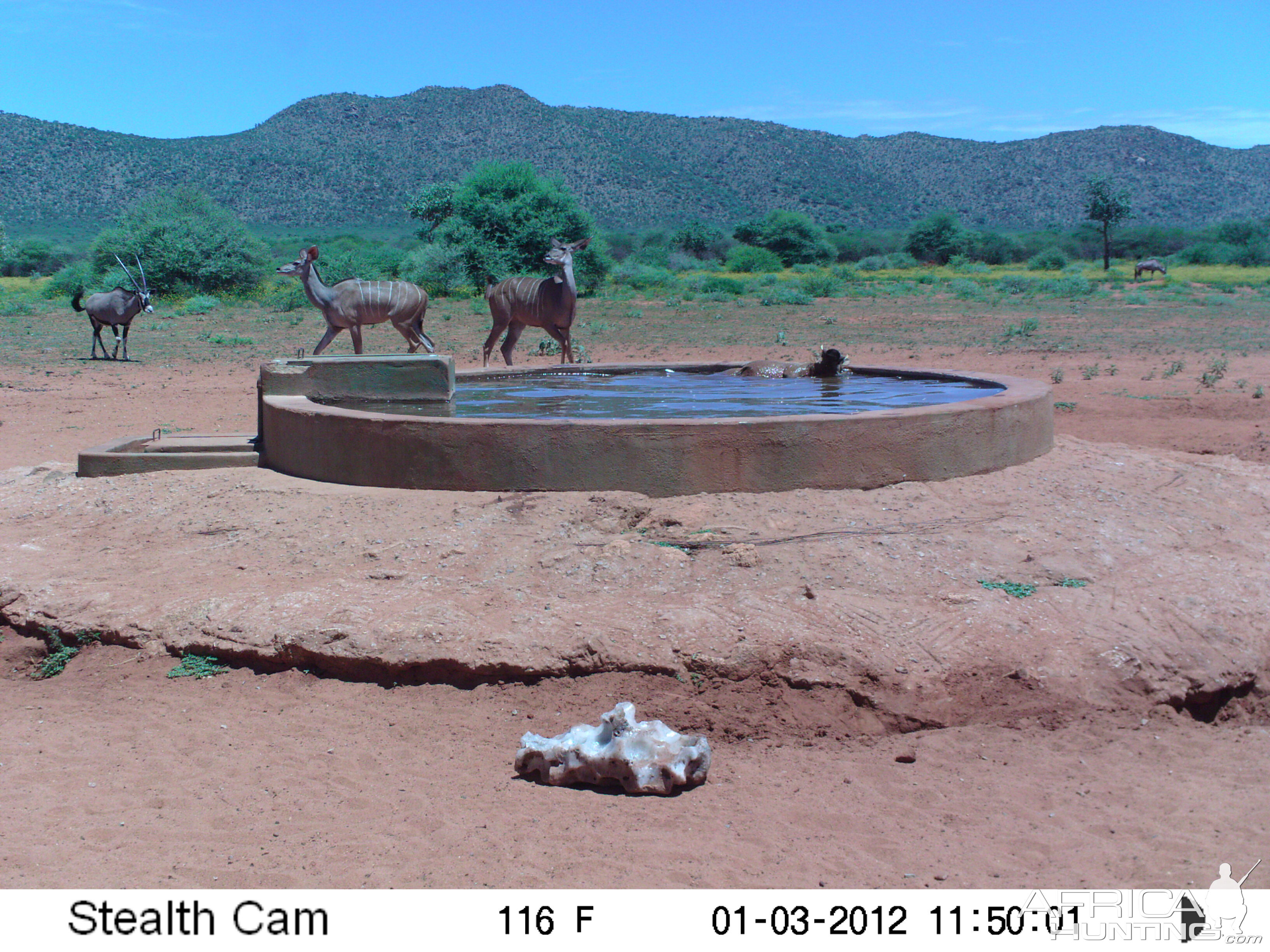 Trail Camera Namibia