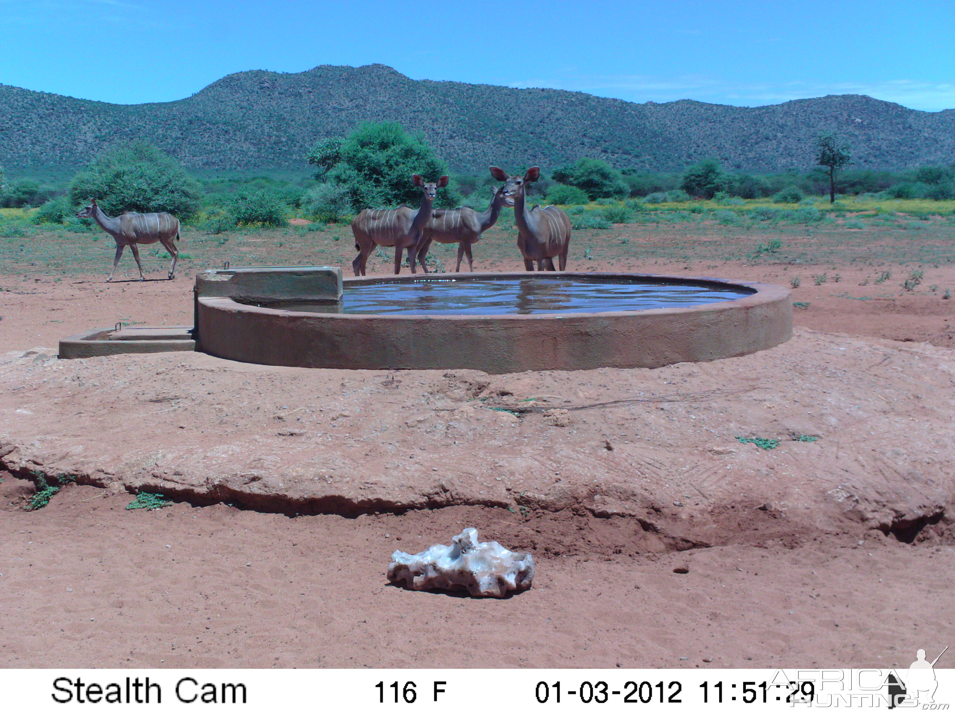 Trail Camera Namibia