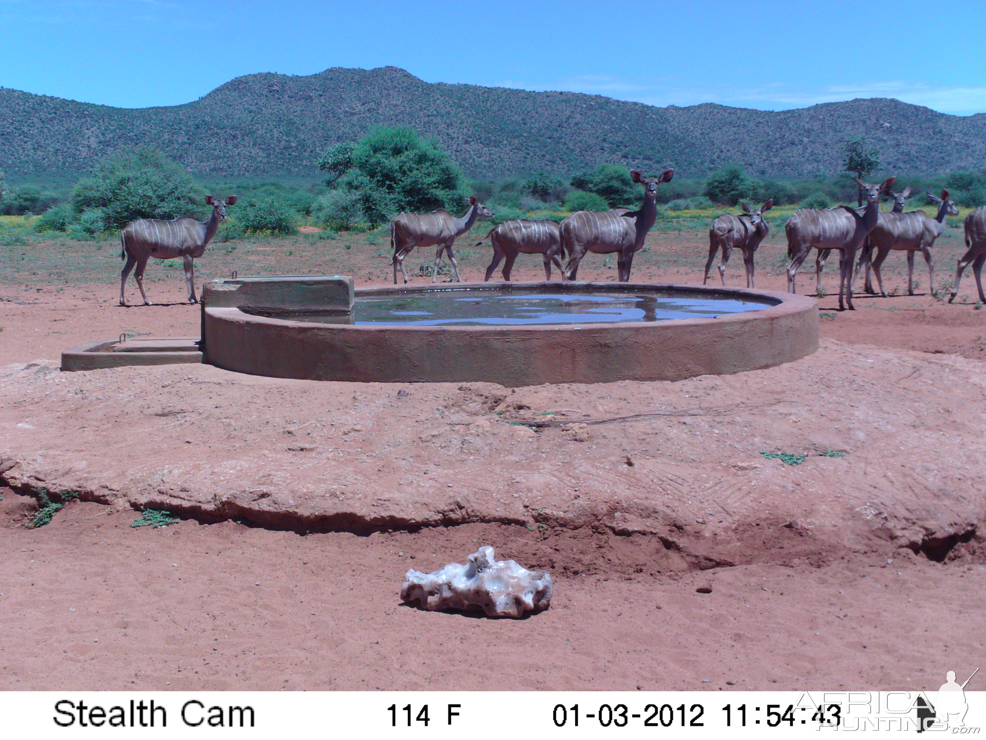 Trail Camera Namibia