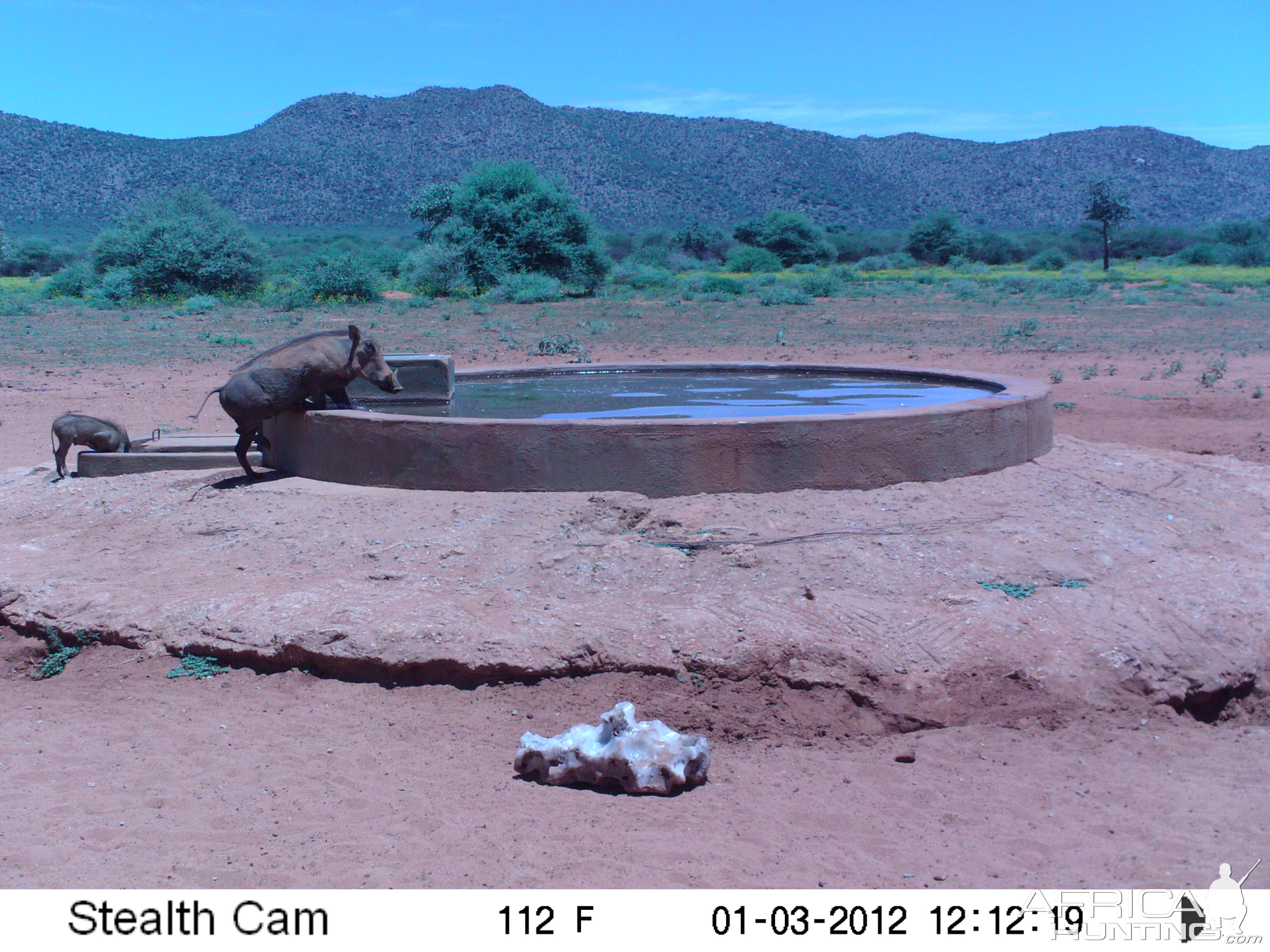 Trail Camera Namibia