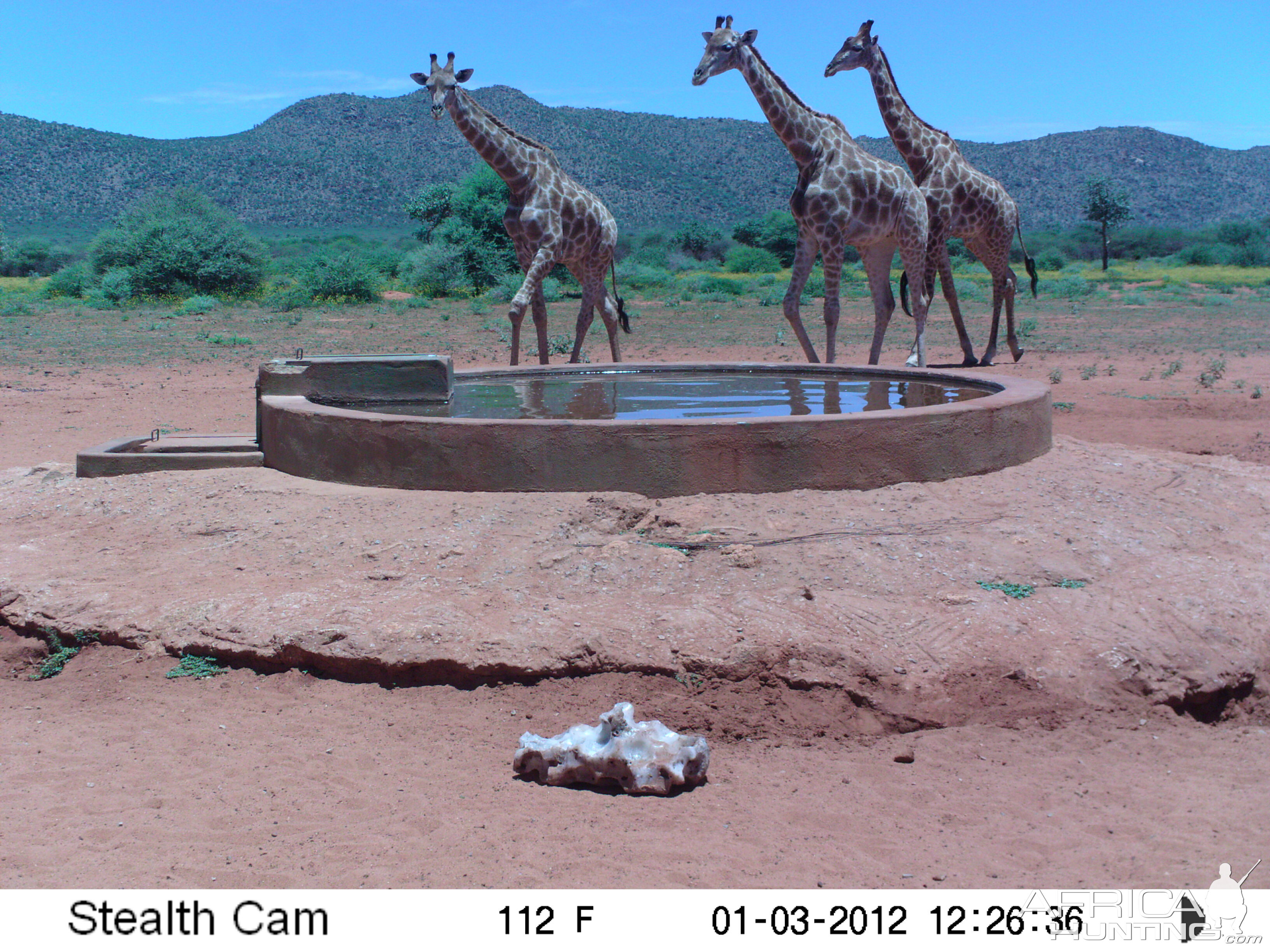 Trail Camera Namibia