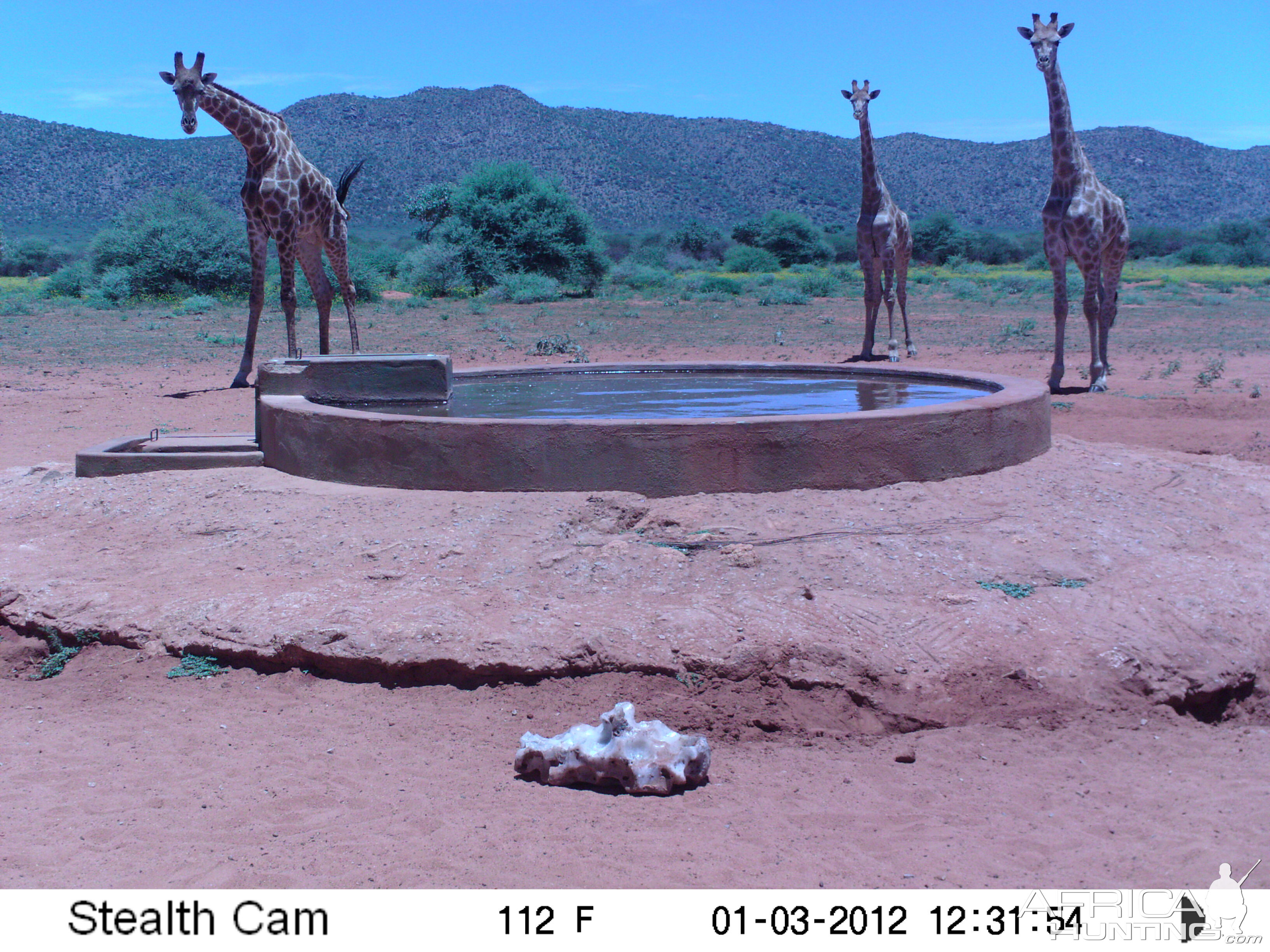 Trail Camera Namibia