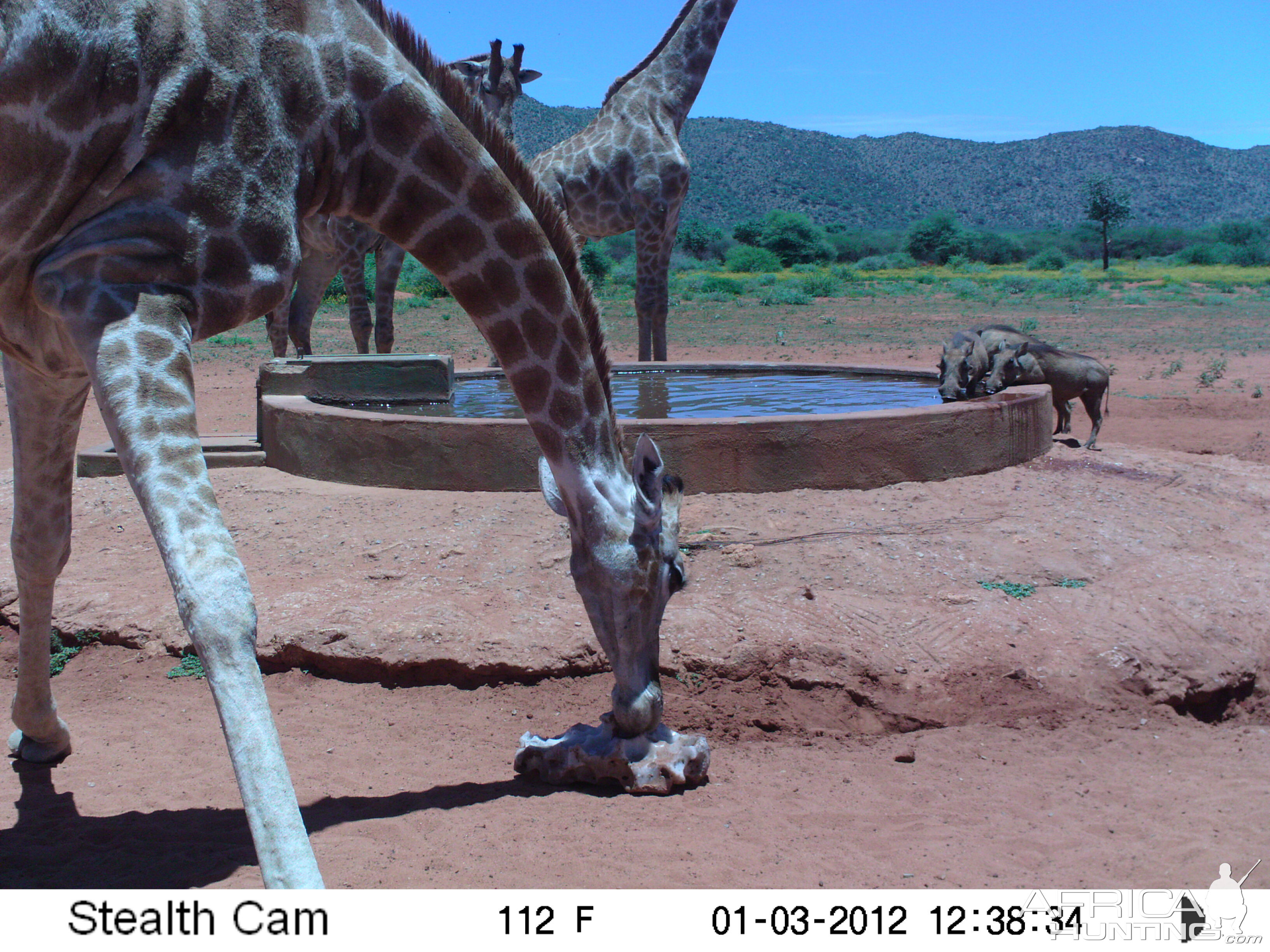 Trail Camera Namibia