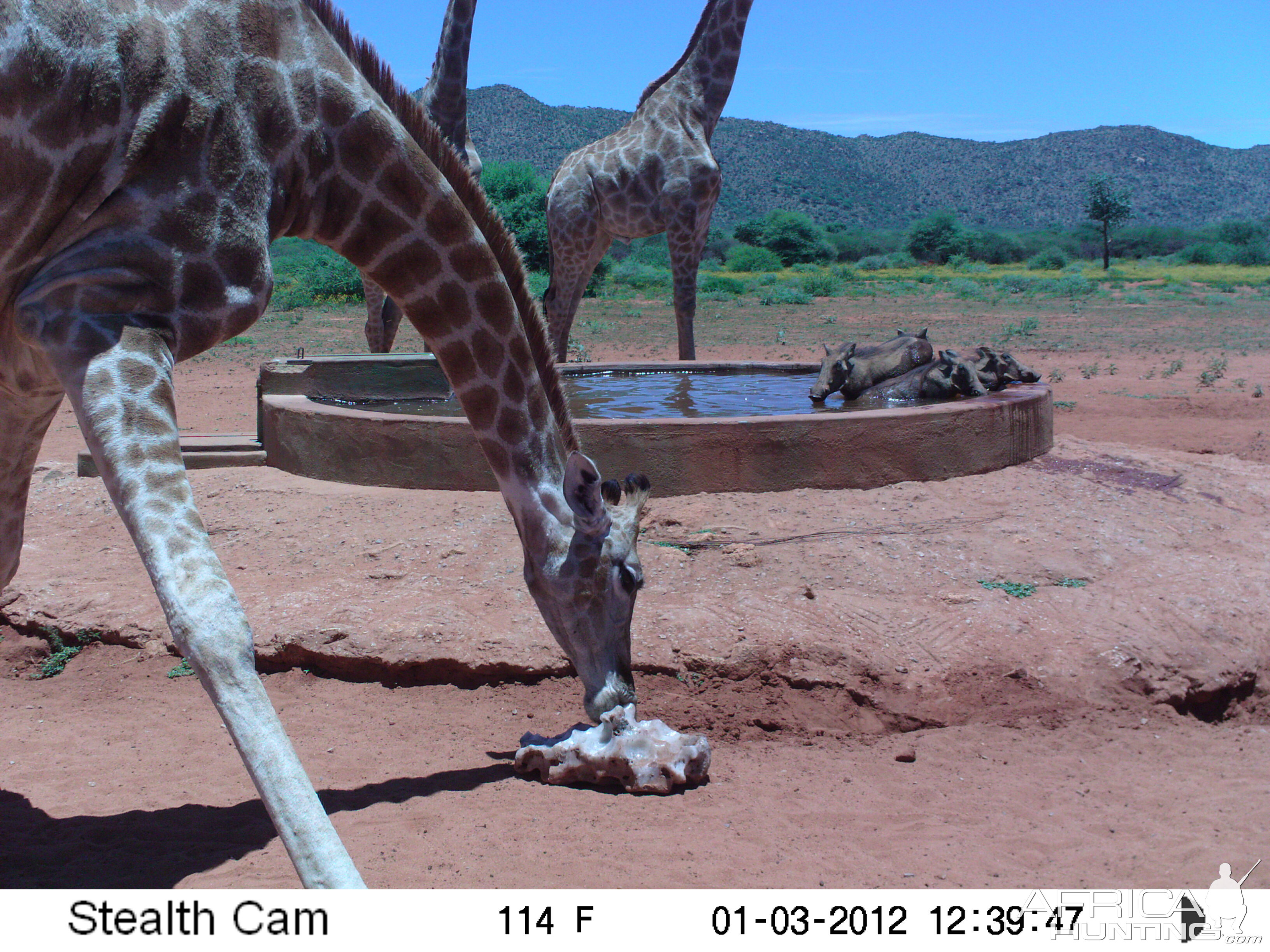 Trail Camera Namibia