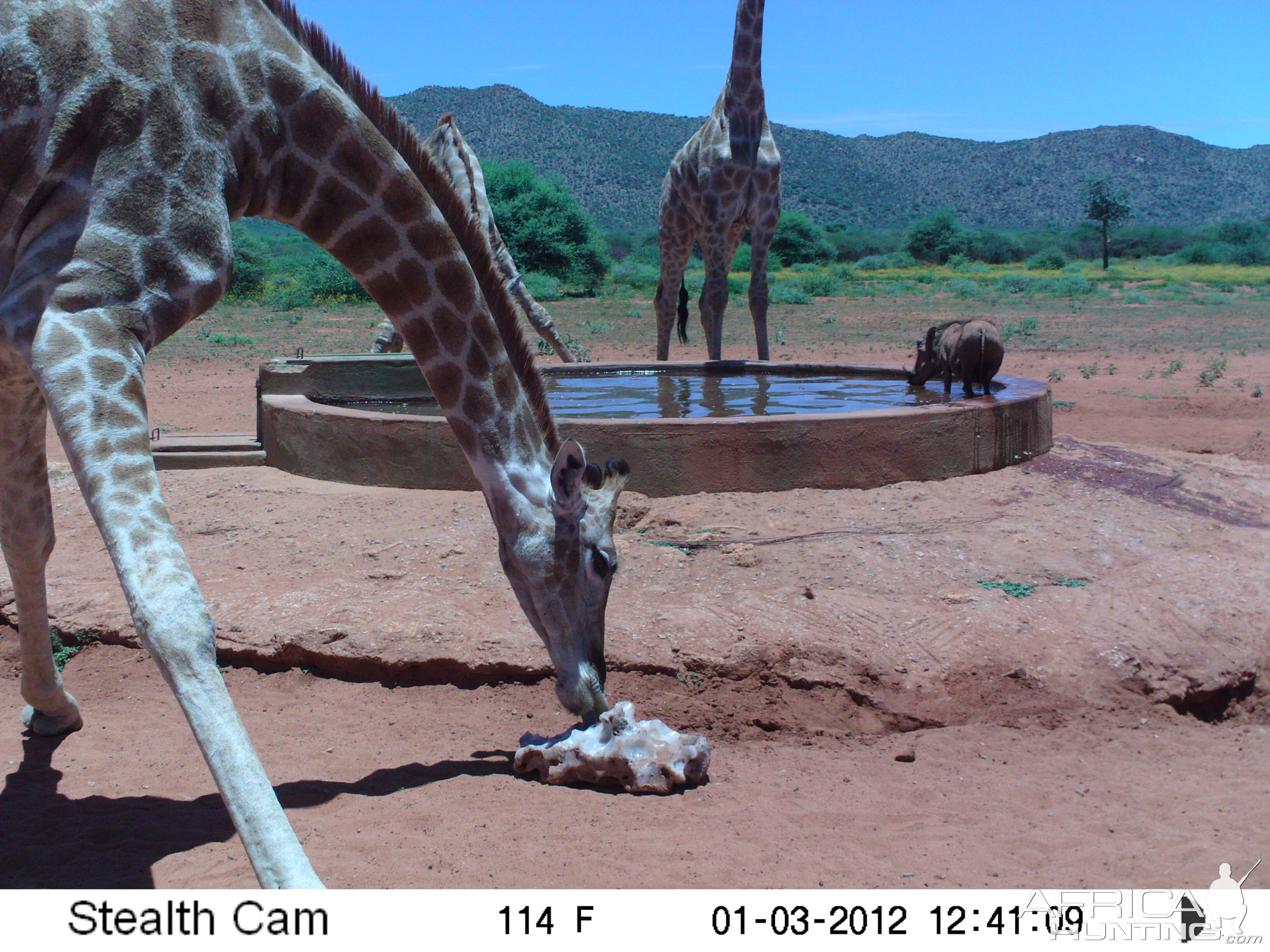 Trail Camera Namibia