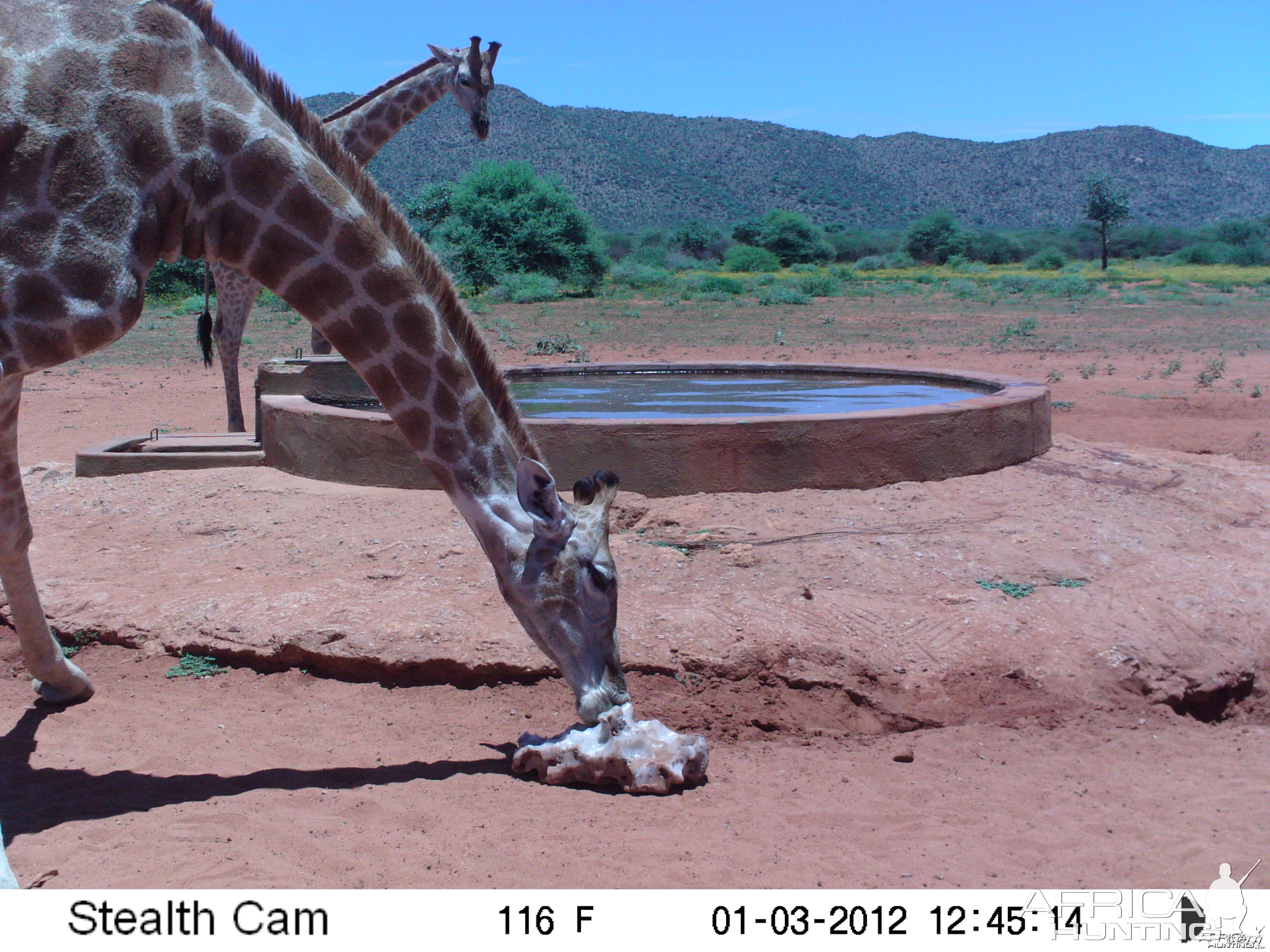 Trail Camera Namibia