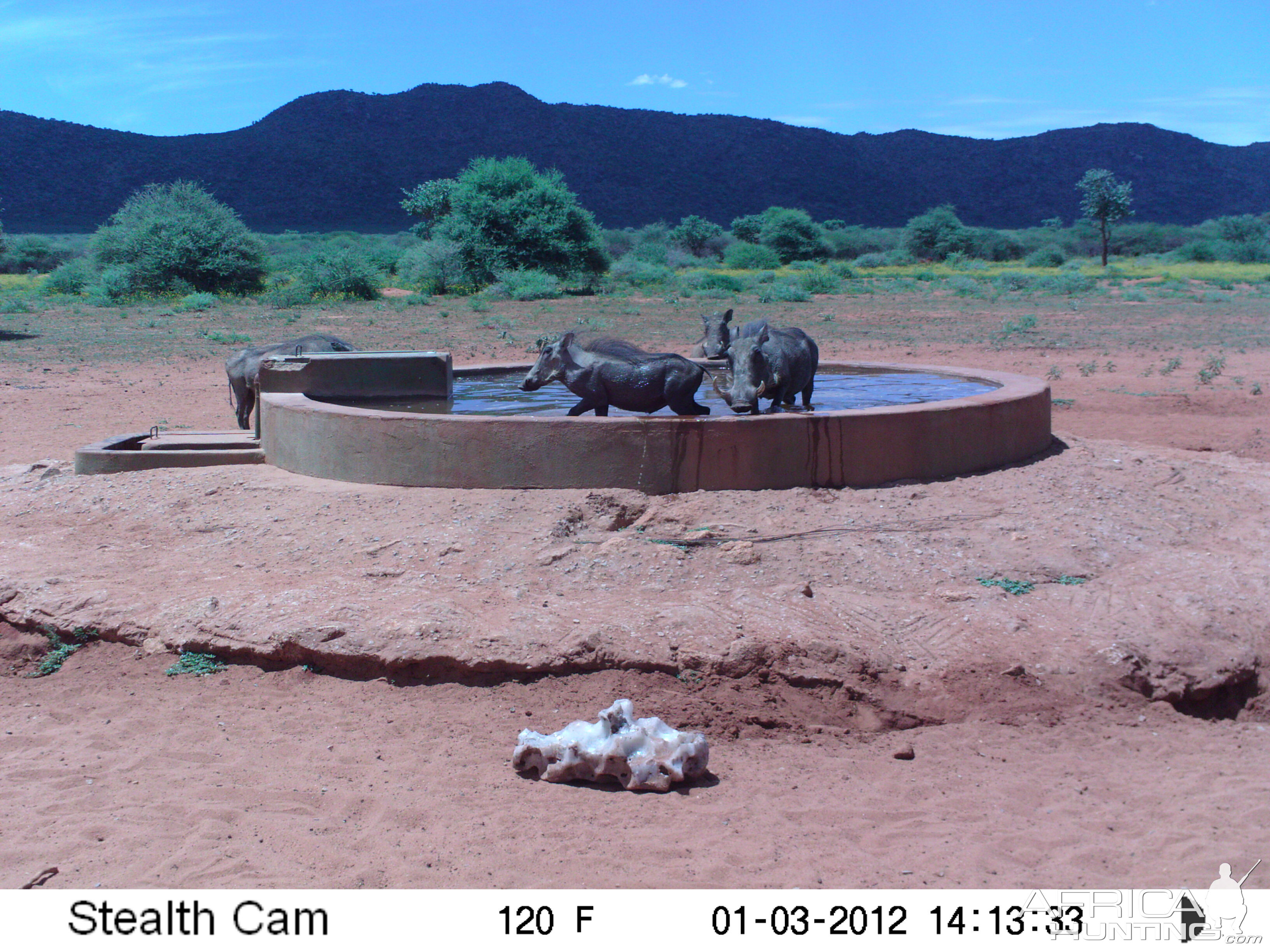 Trail Camera Namibia