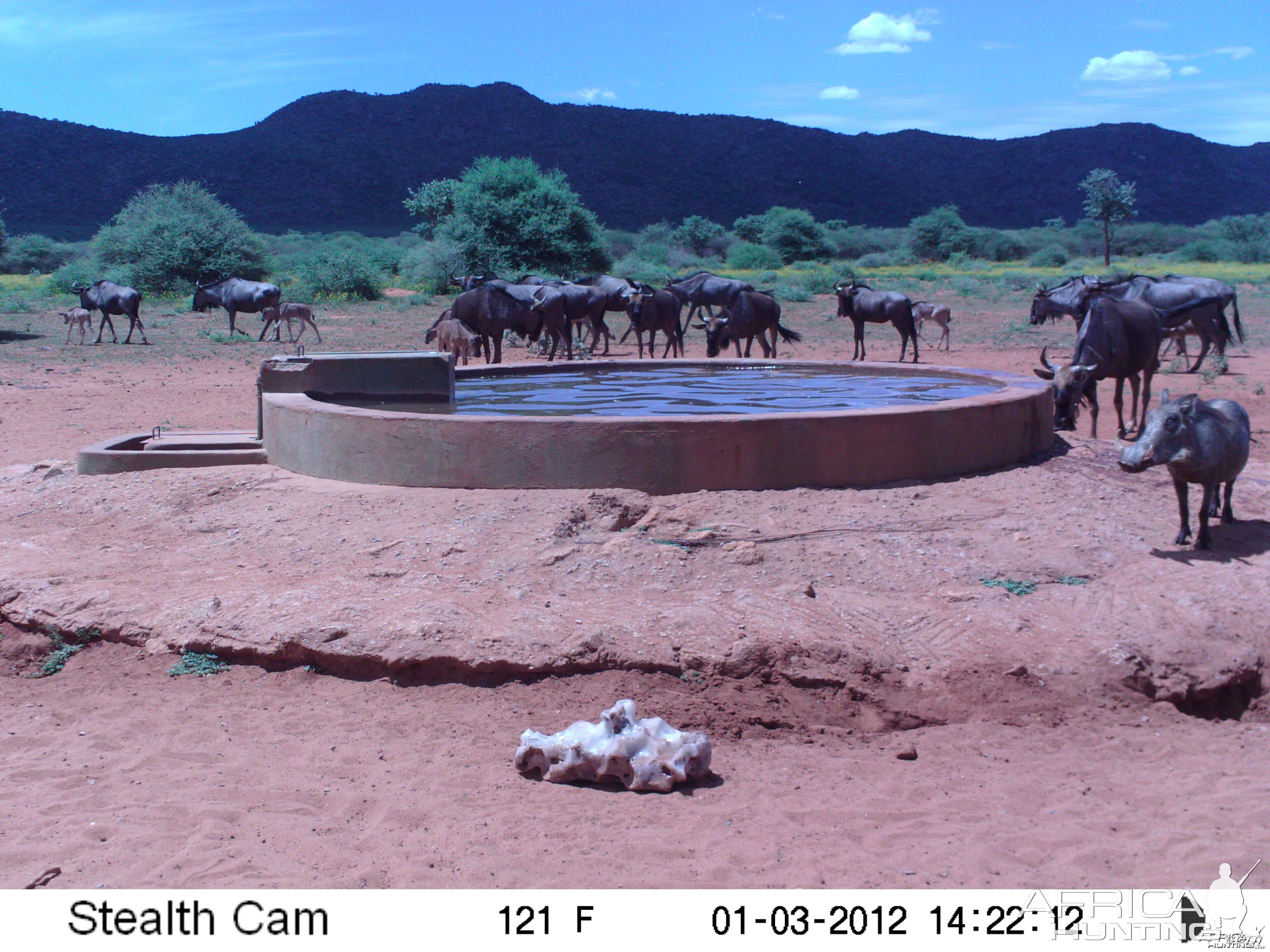 Trail Camera Namibia