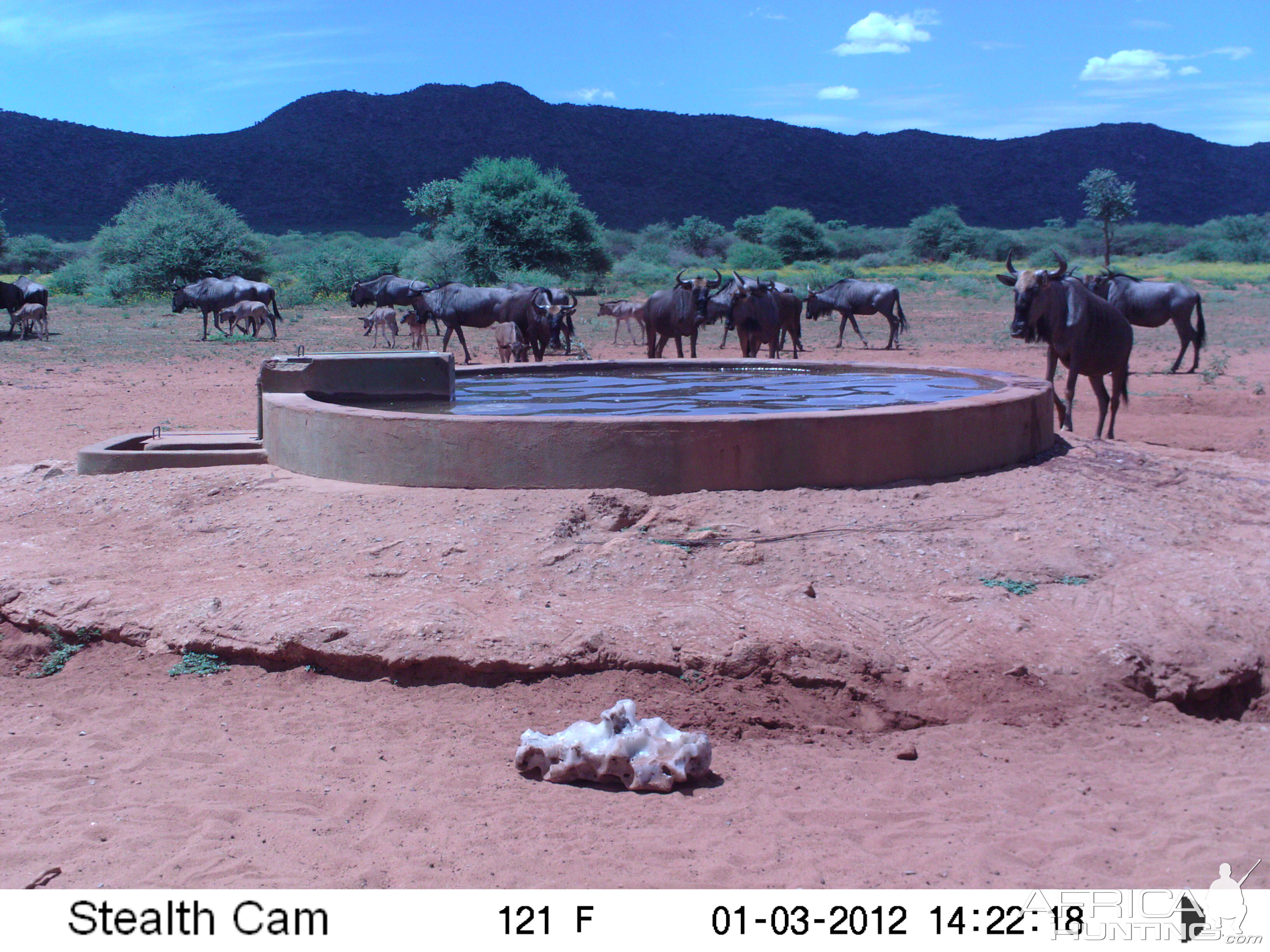 Trail Camera Namibia