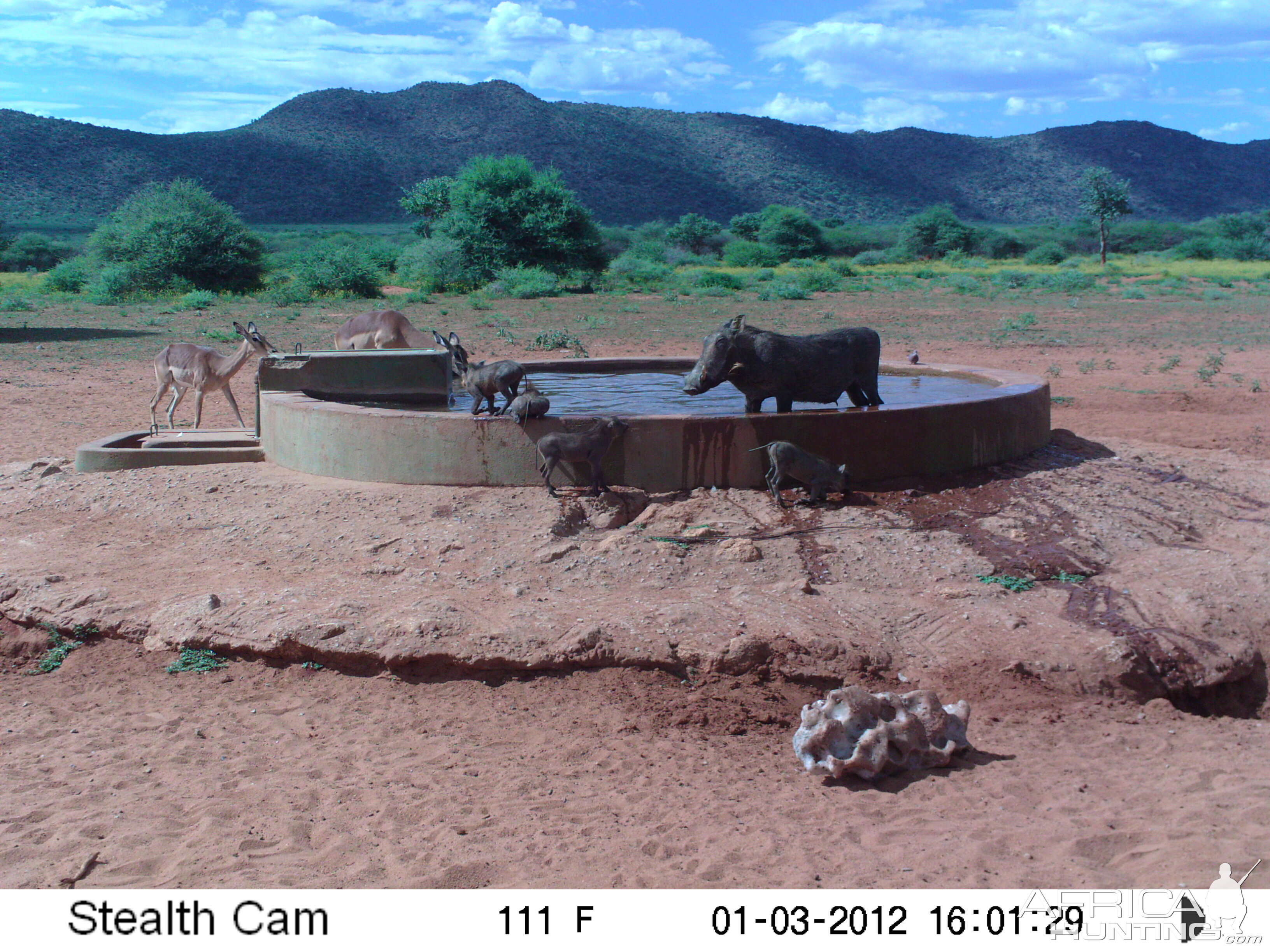 Trail Camera Namibia