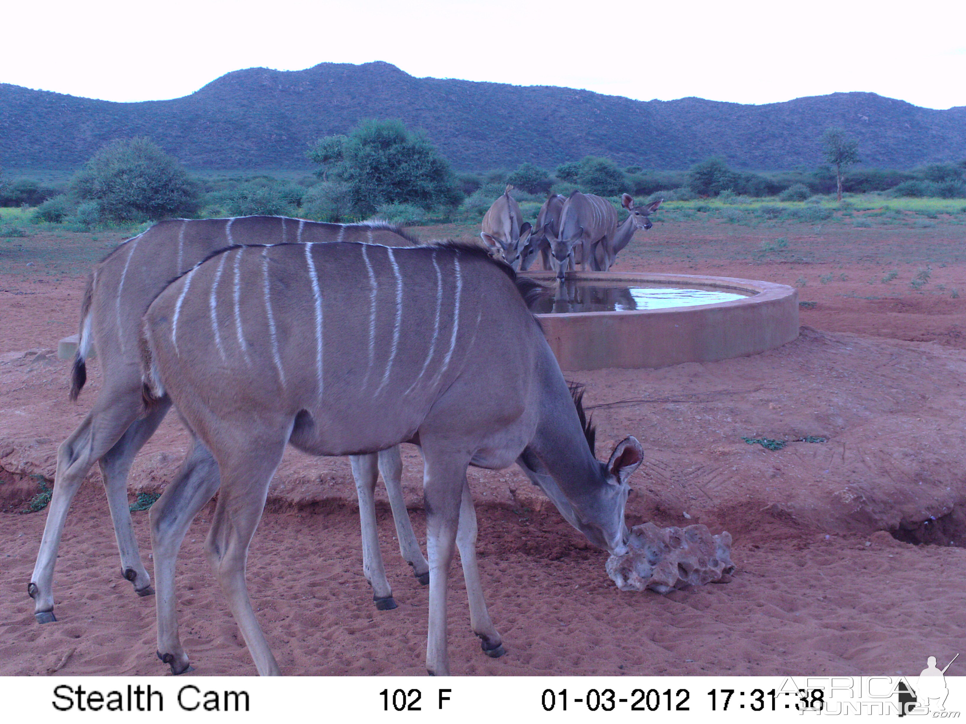 Trail Camera Namibia