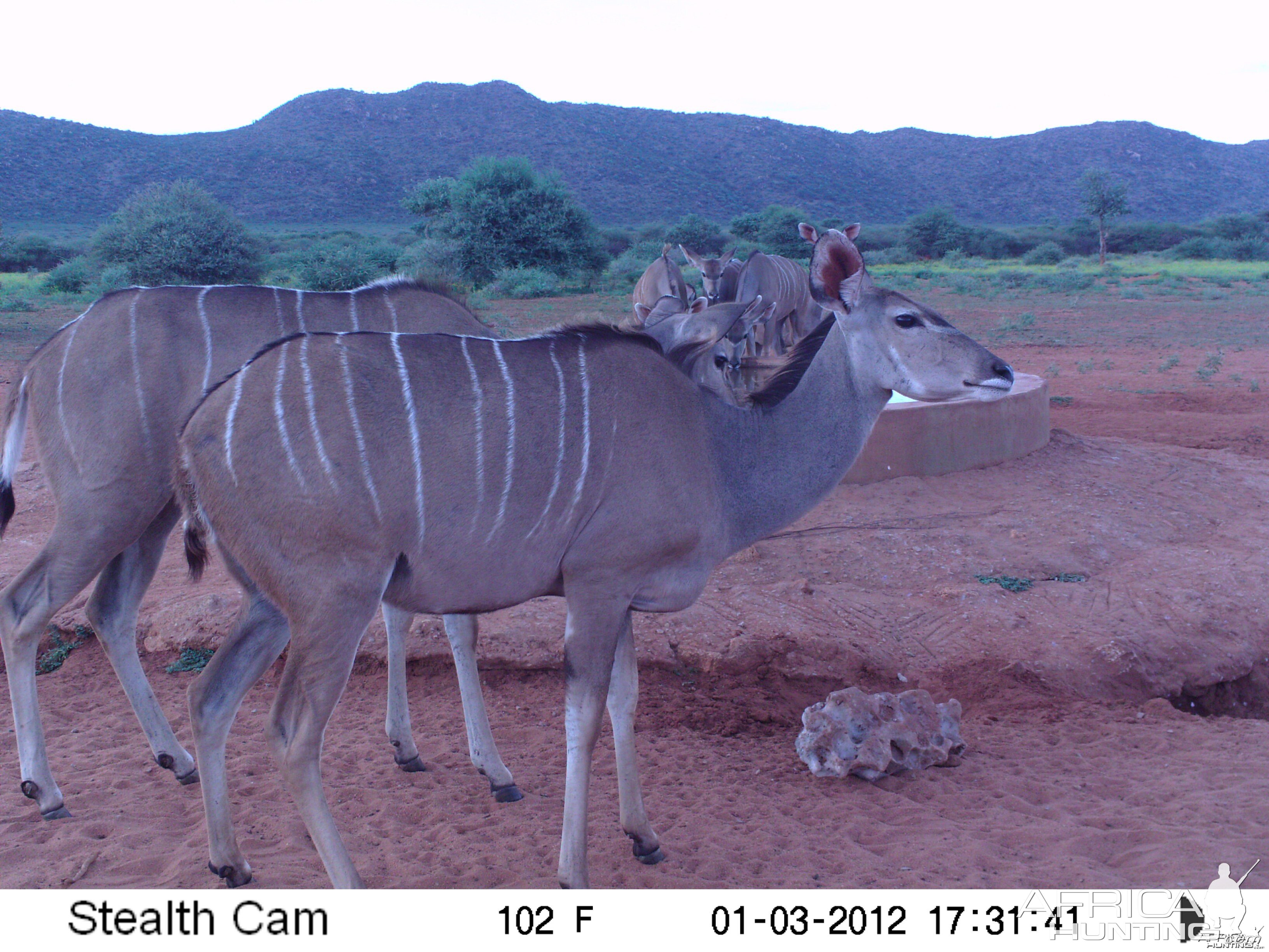 Trail Camera Namibia