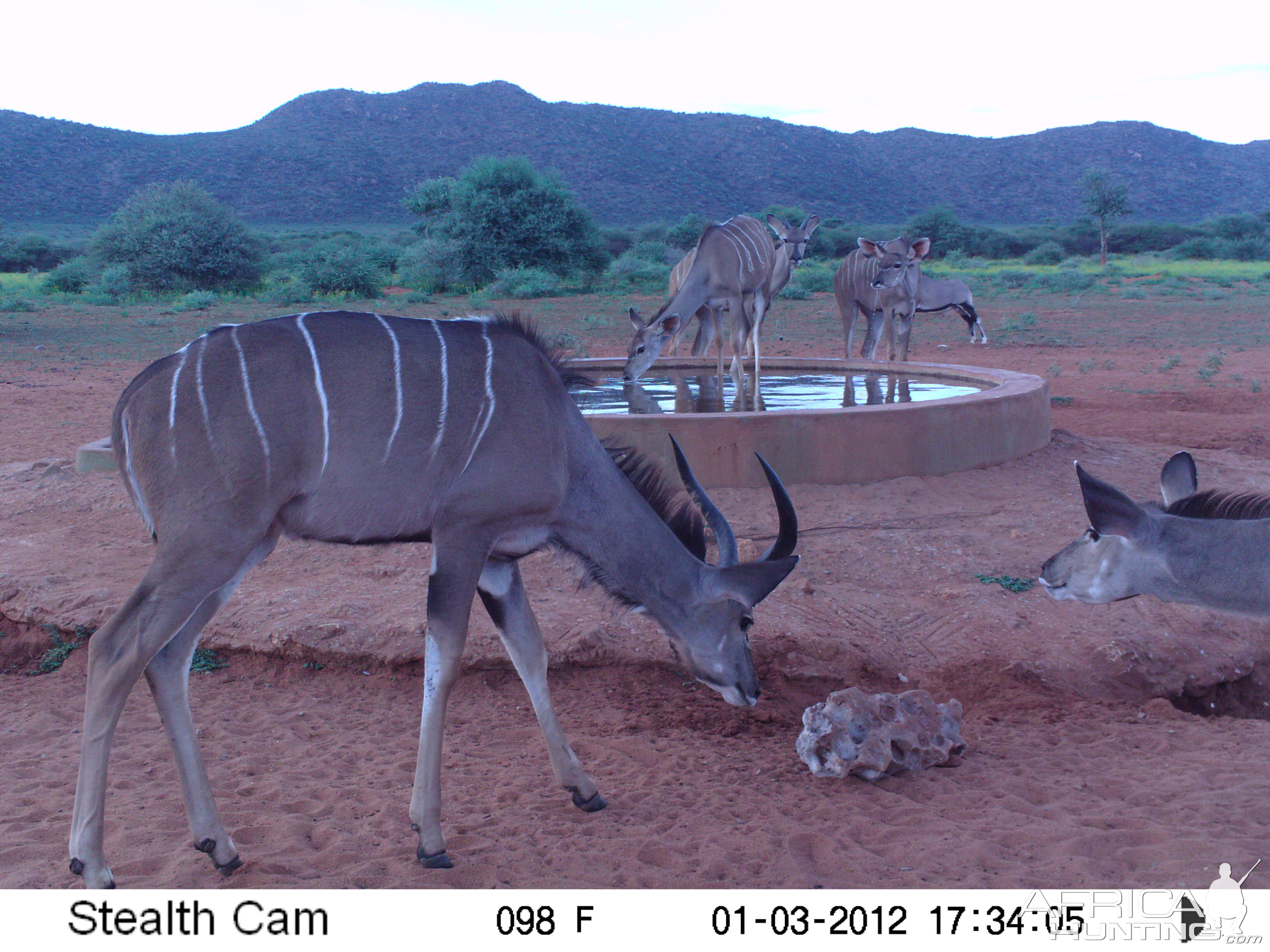 Trail Camera Namibia