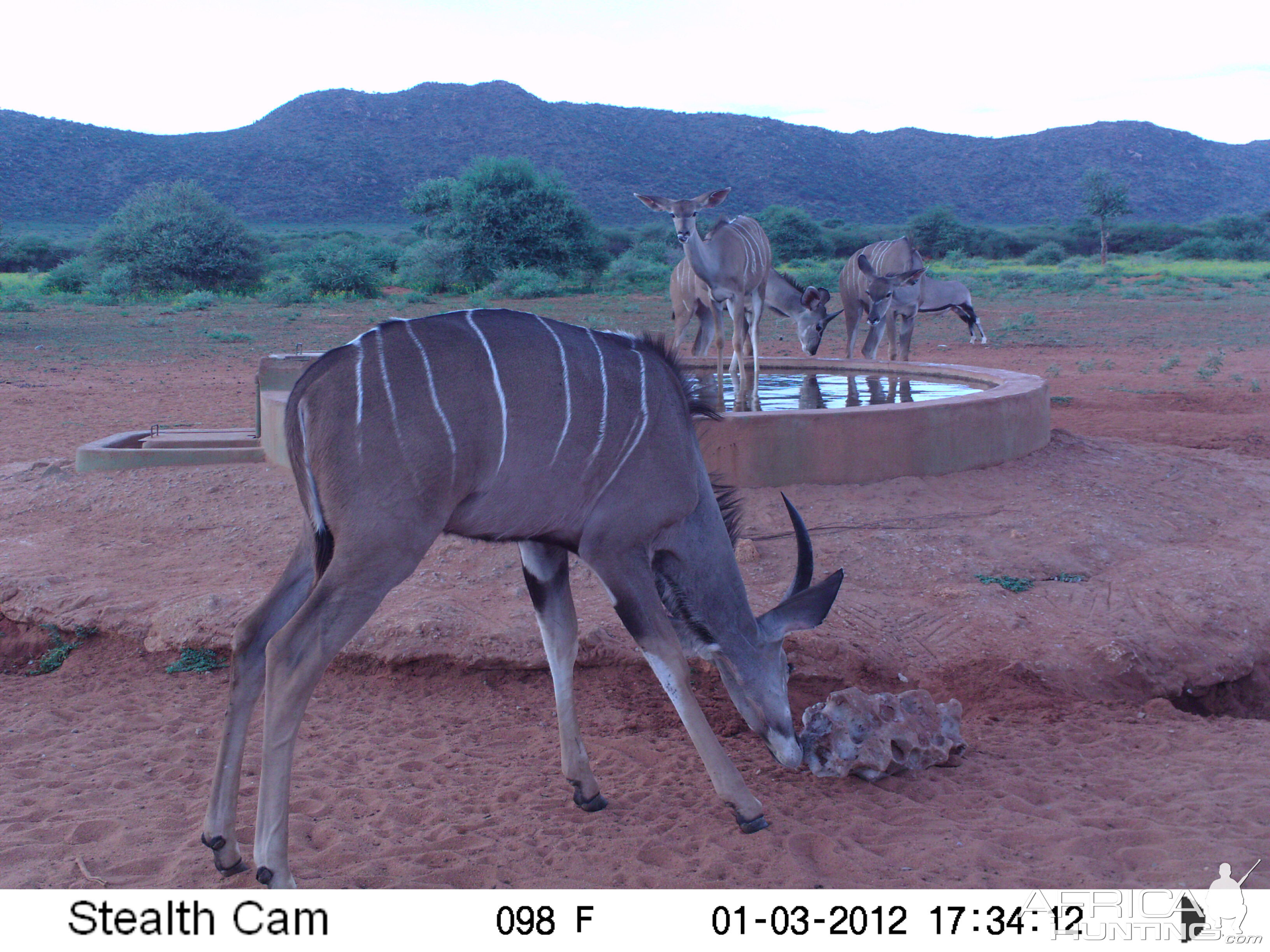 Trail Camera Namibia