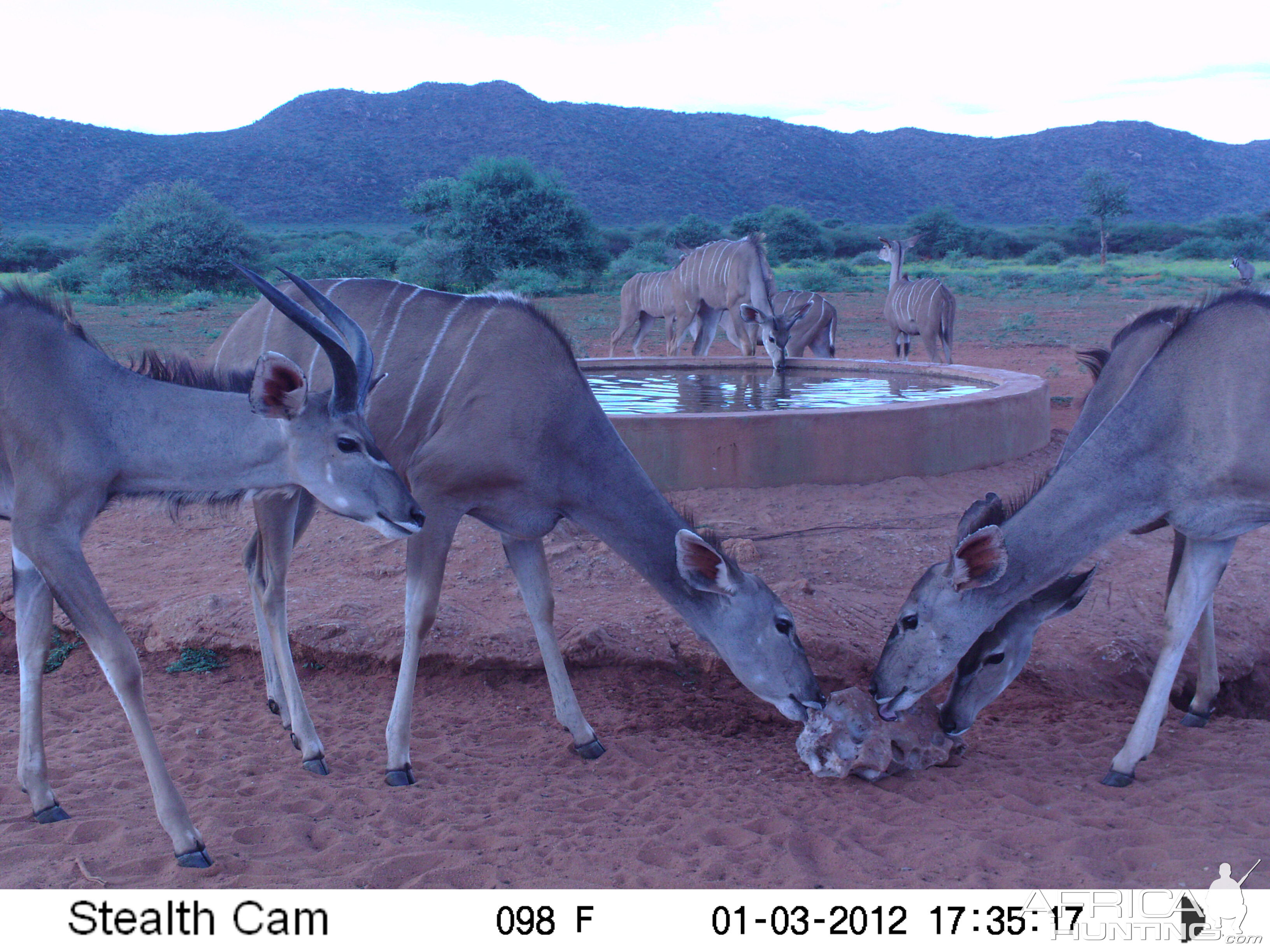 Trail Camera Namibia