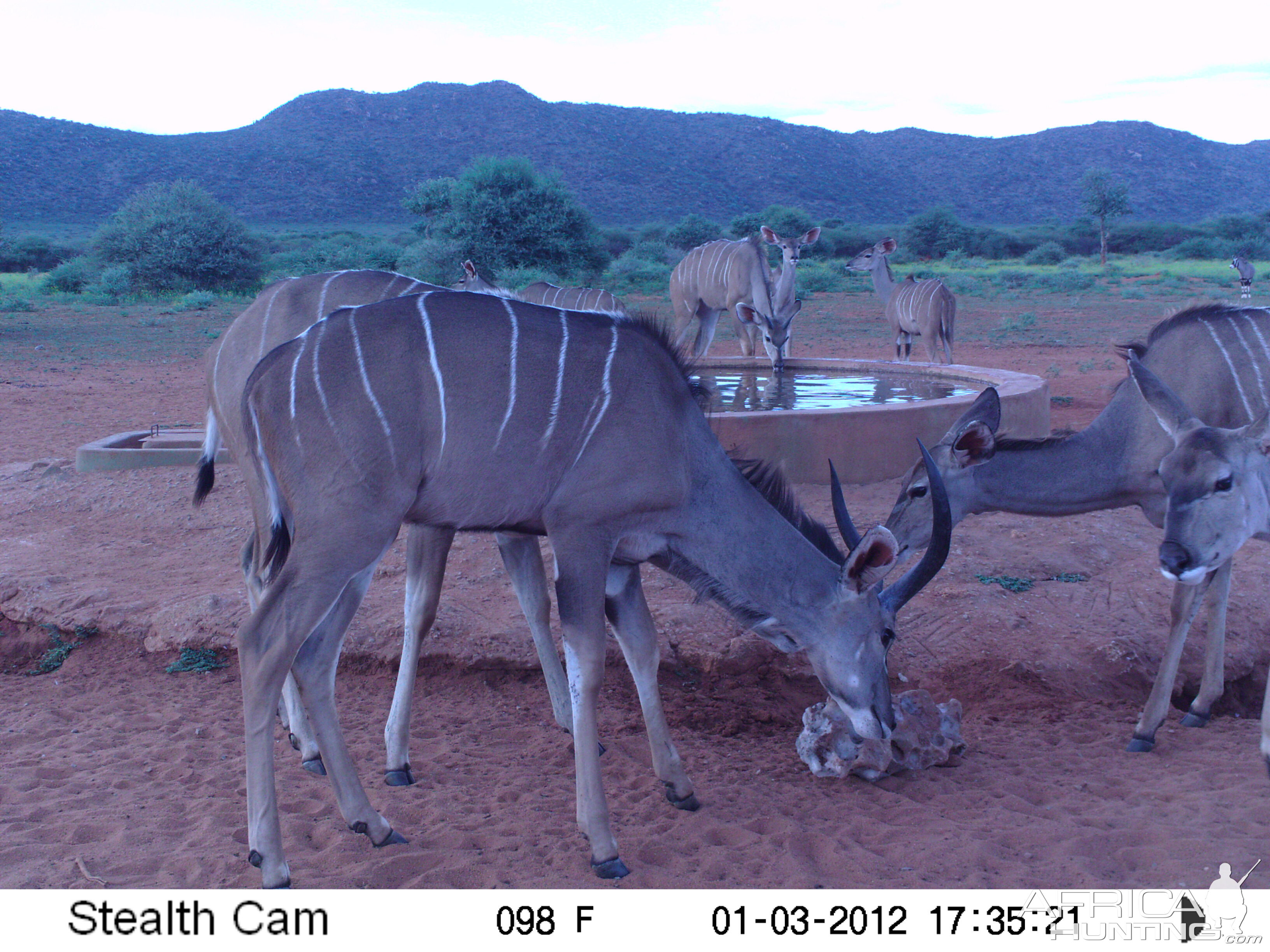 Trail Camera Namibia