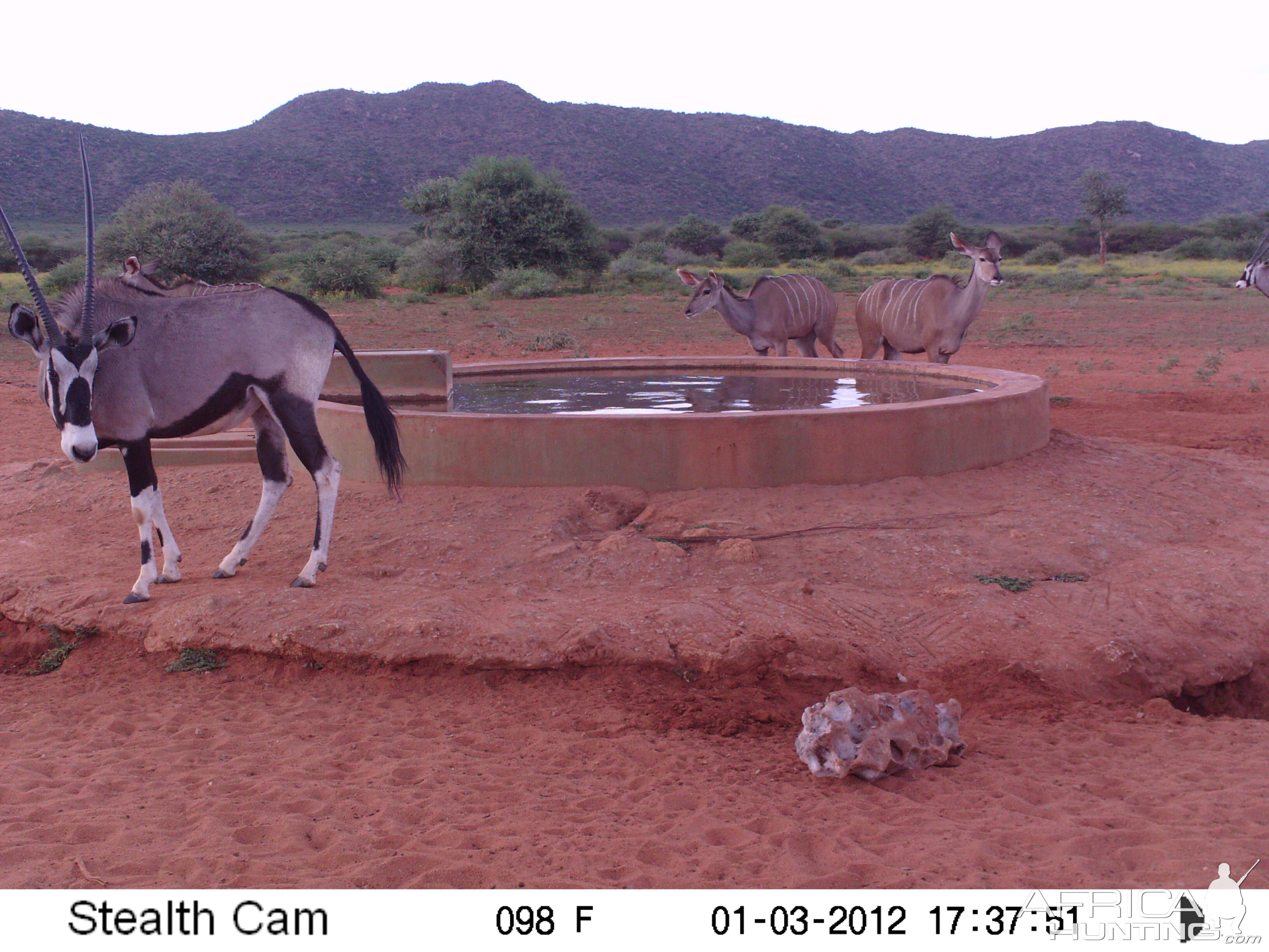 Trail Camera Namibia