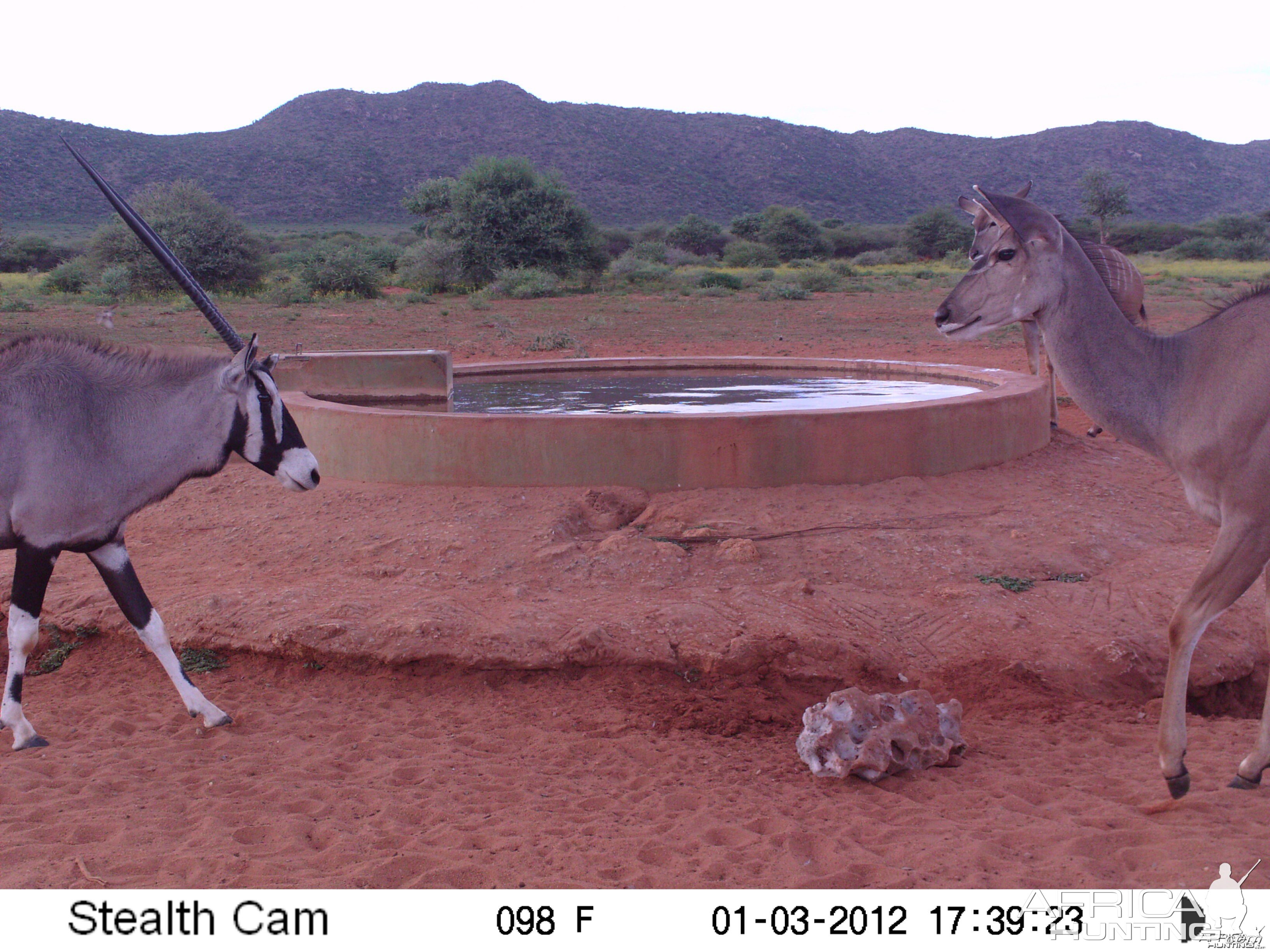 Trail Camera Namibia