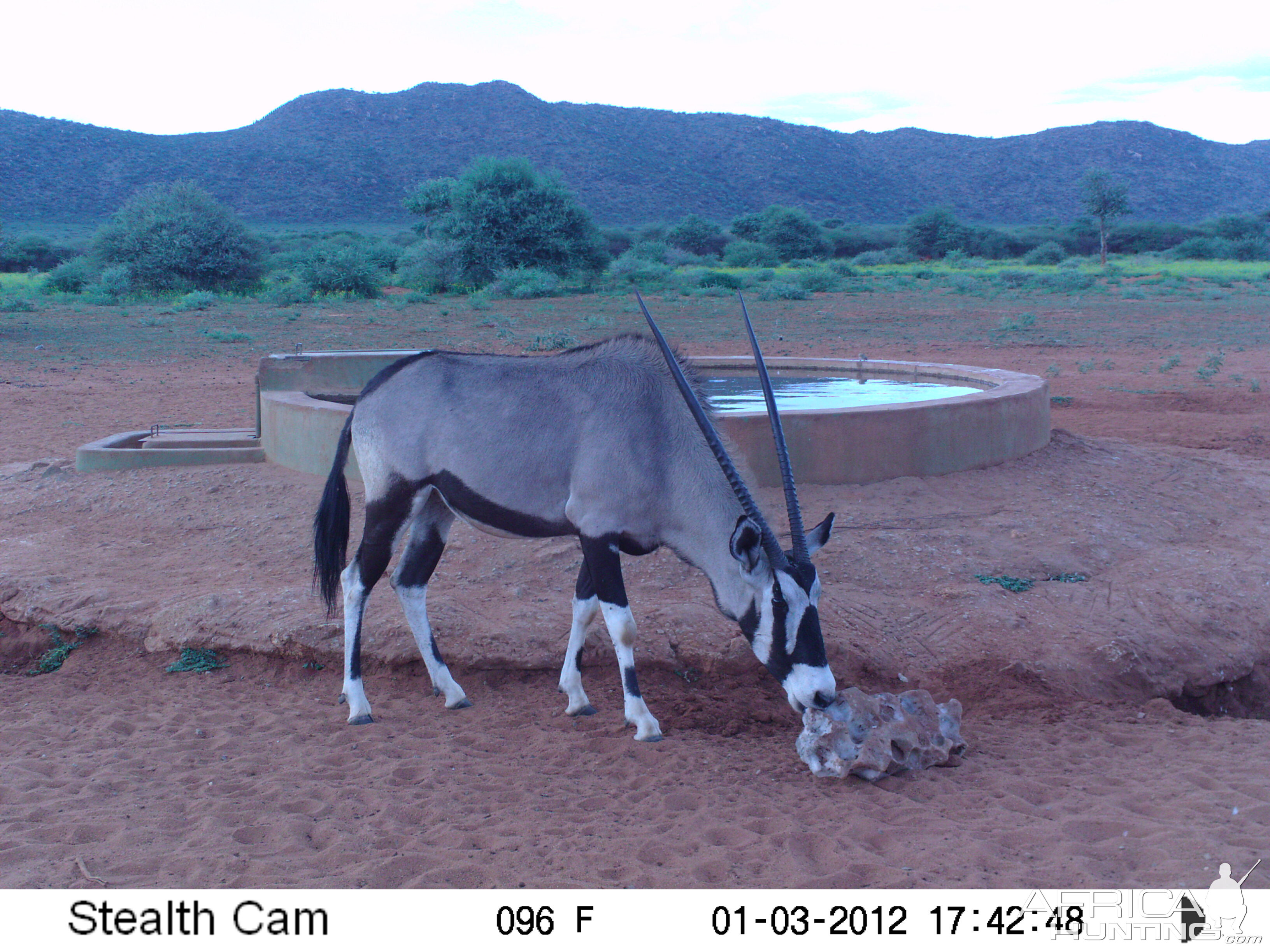 Trail Camera Namibia