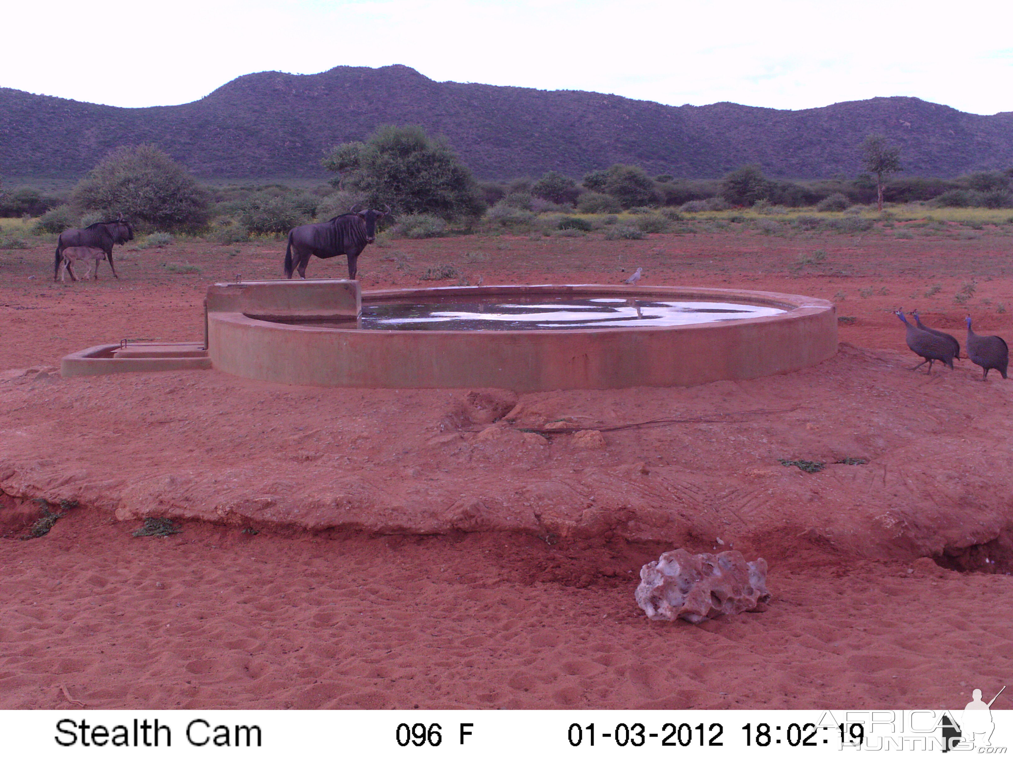 Trail Camera Namibia