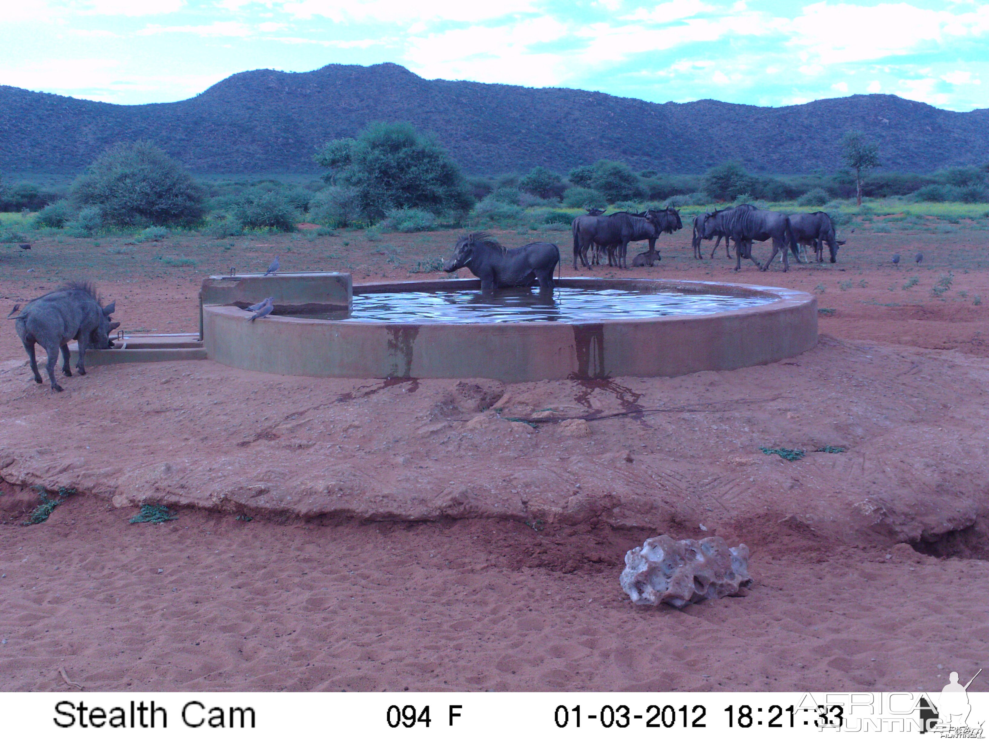 Trail Camera Namibia