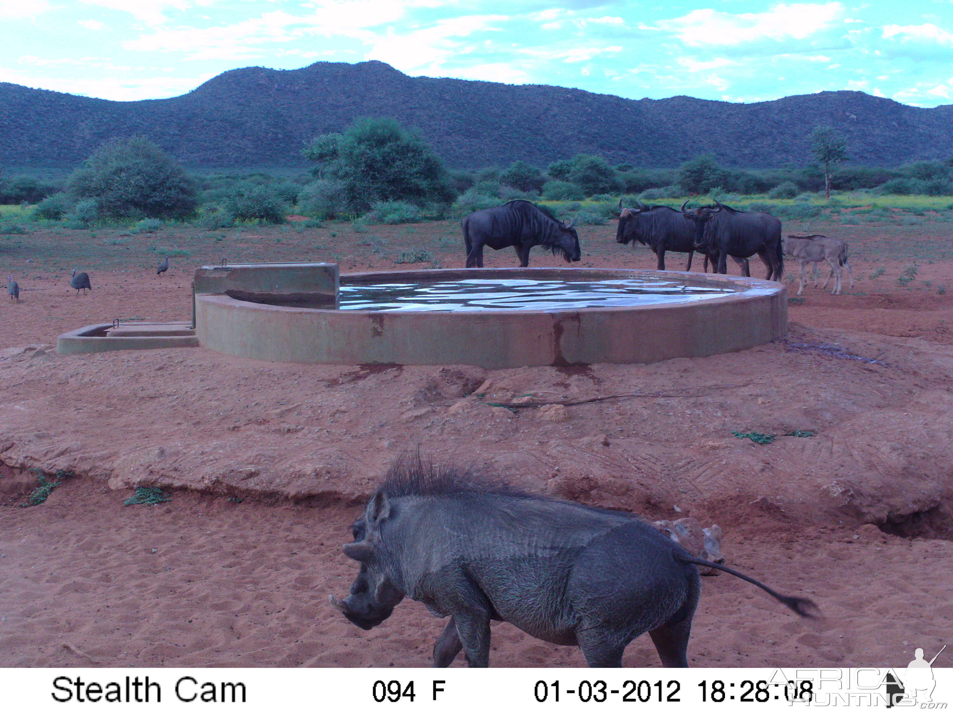 Trail Camera Namibia