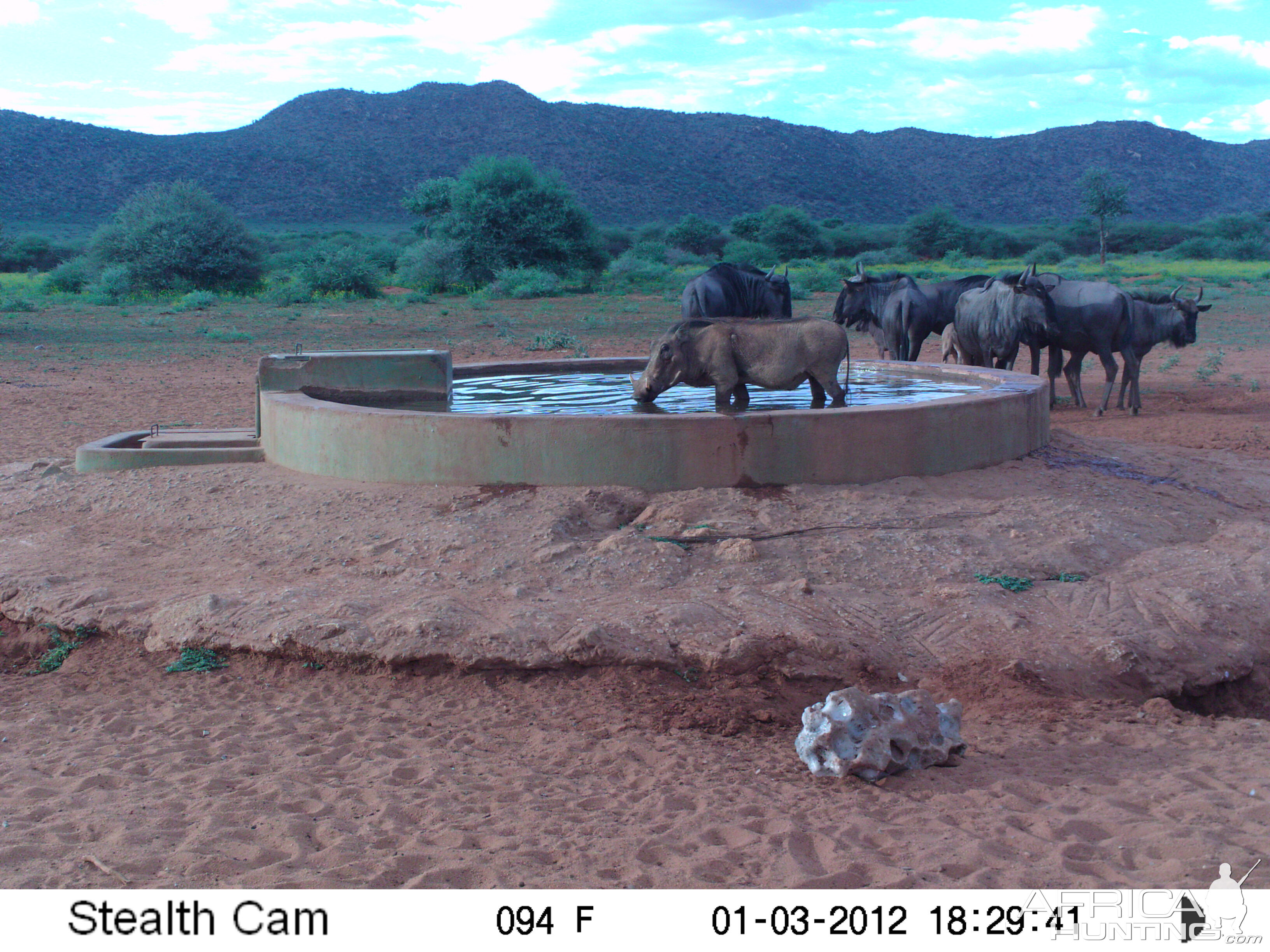 Trail Camera Namibia