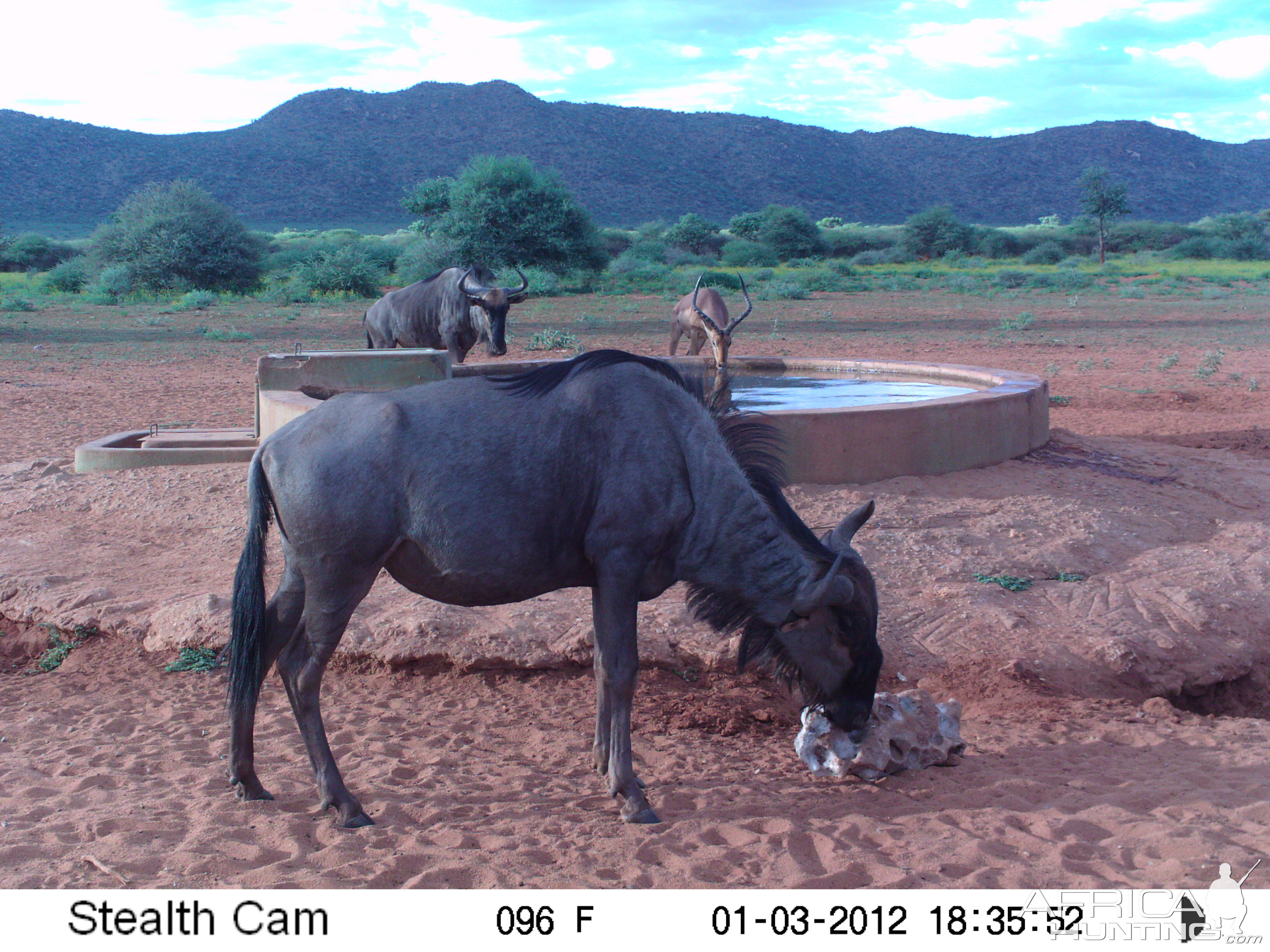 Trail Camera Namibia