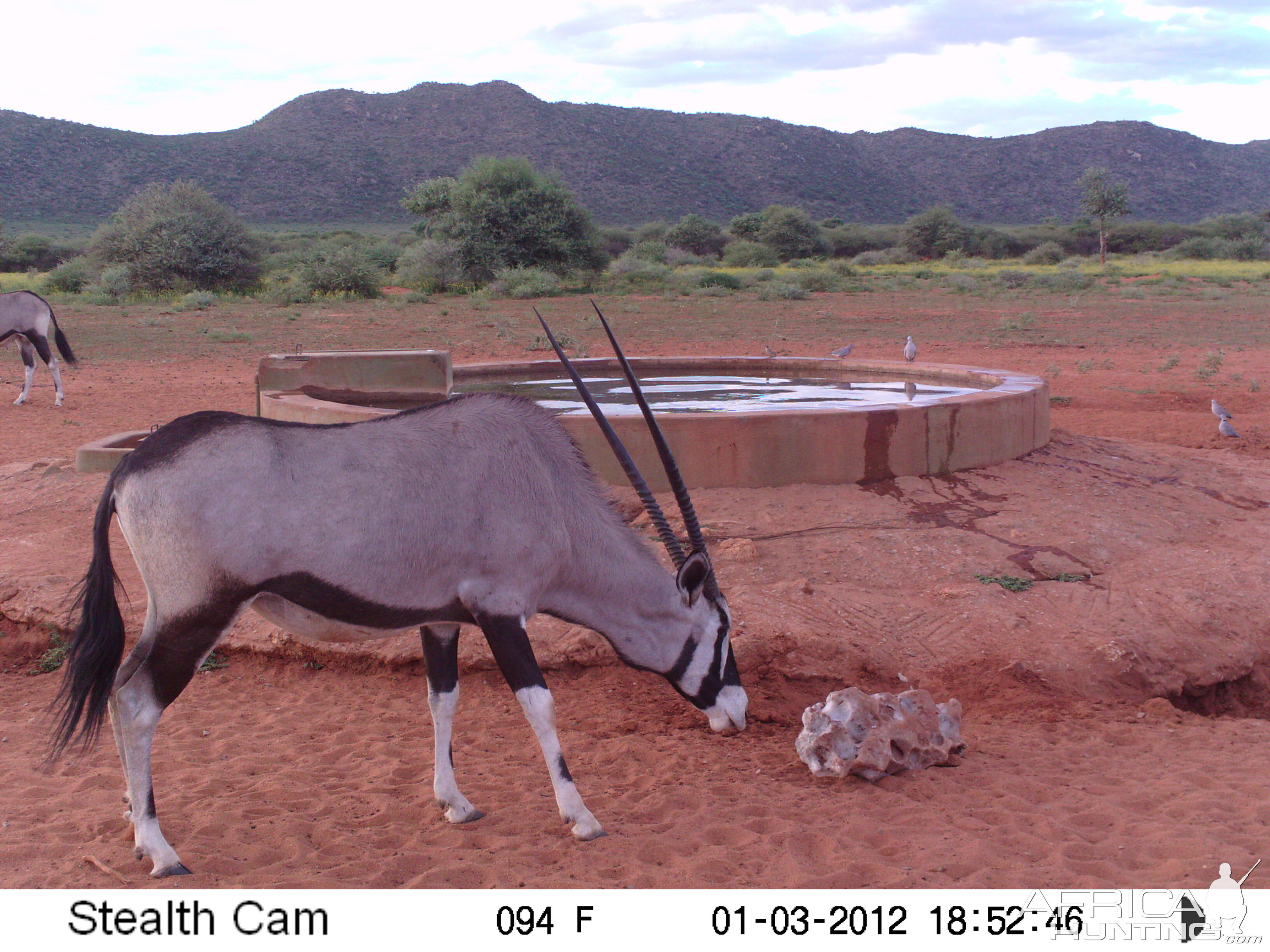 Trail Camera Namibia