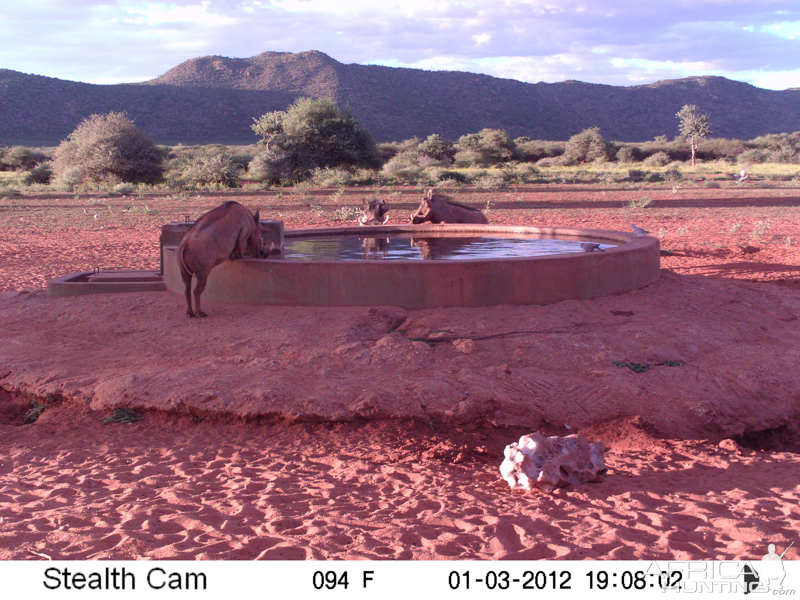 Trail Camera Namibia