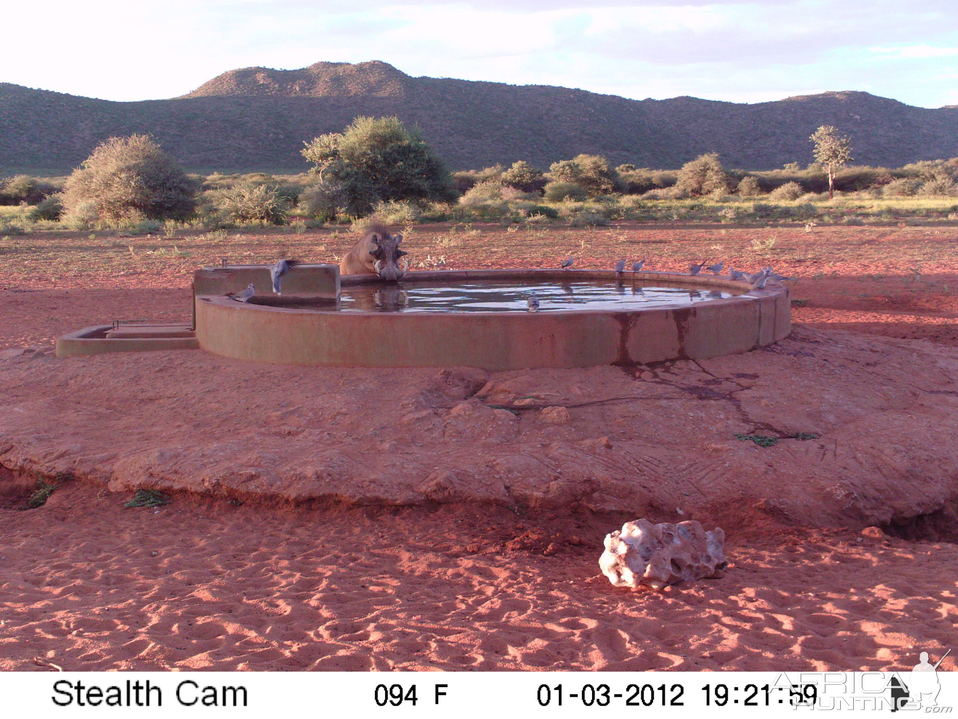 Trail Camera Namibia