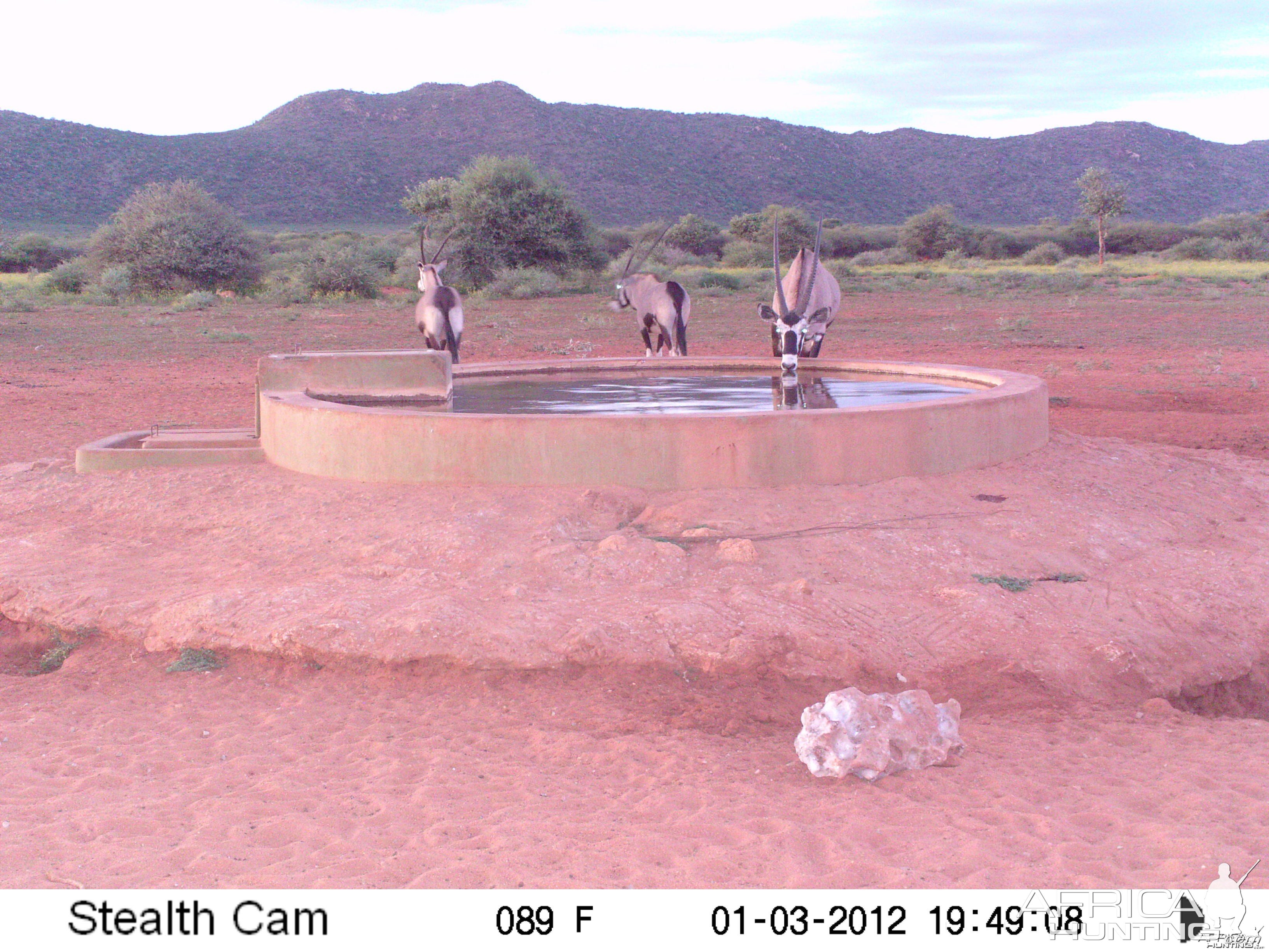 Trail Camera Namibia