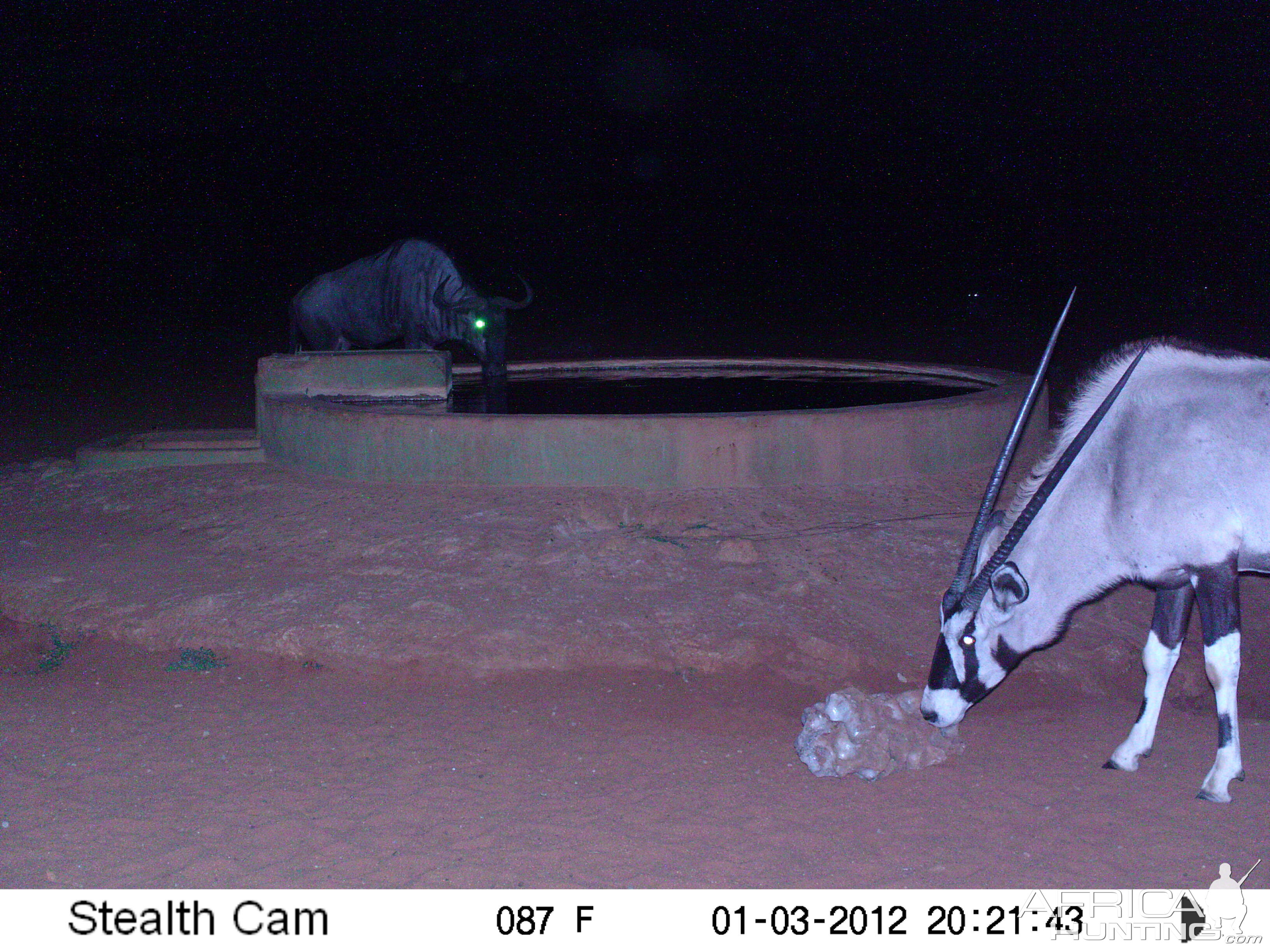 Trail Camera Namibia