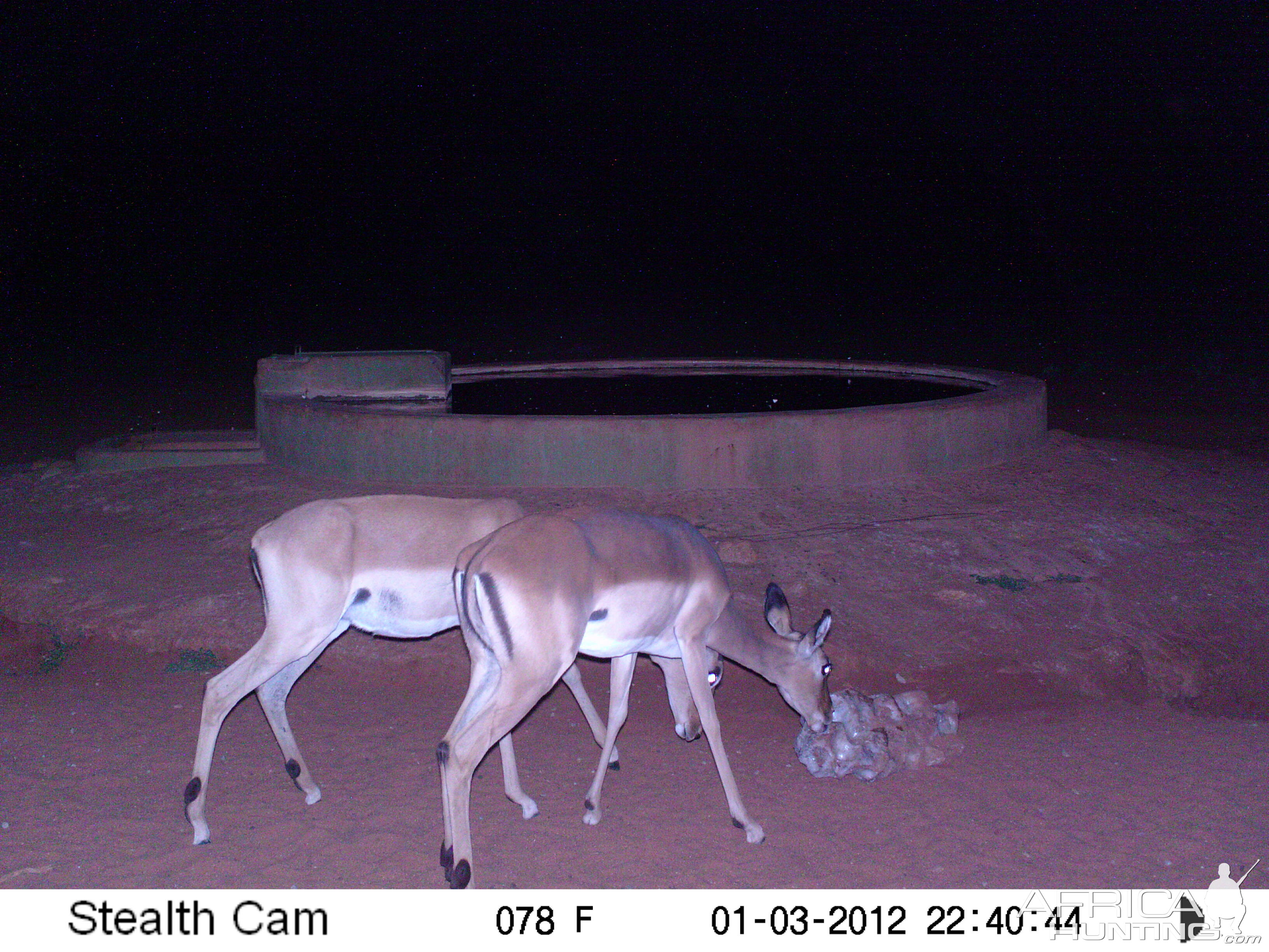 Trail Camera Namibia