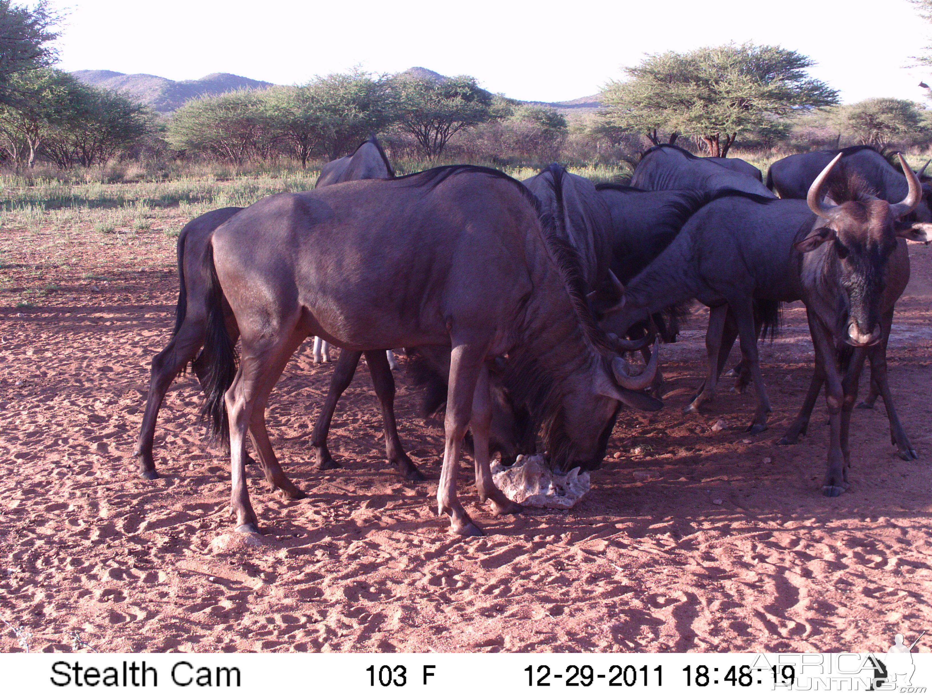 Trail Camera Namibia