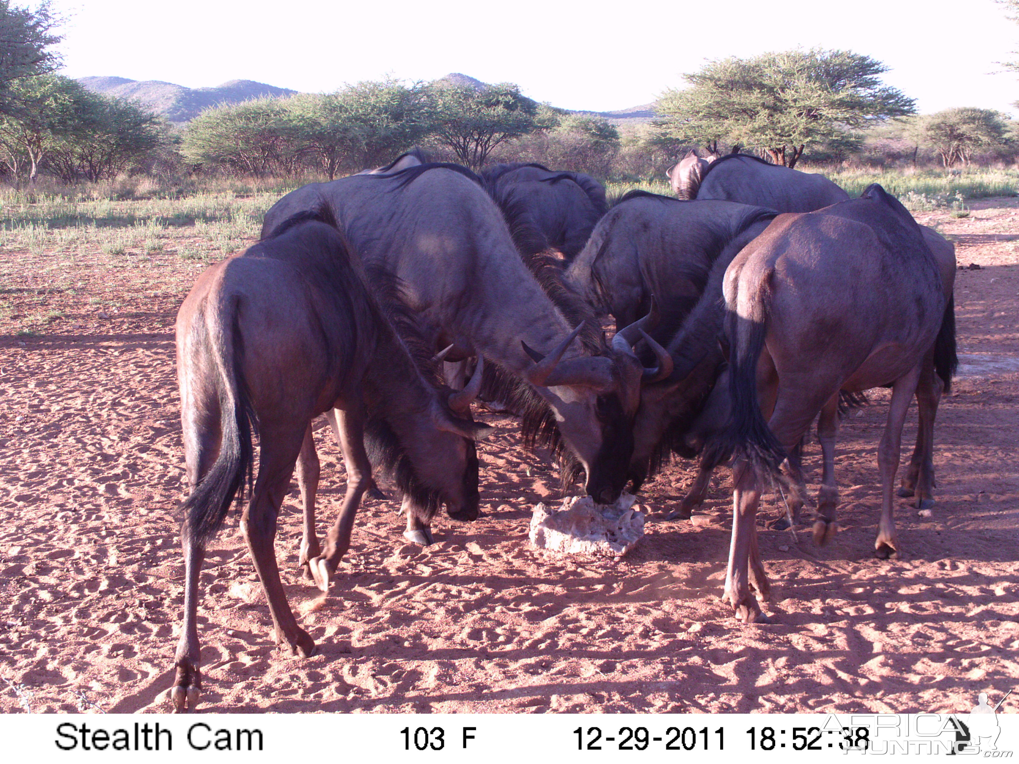 Trail Camera Namibia