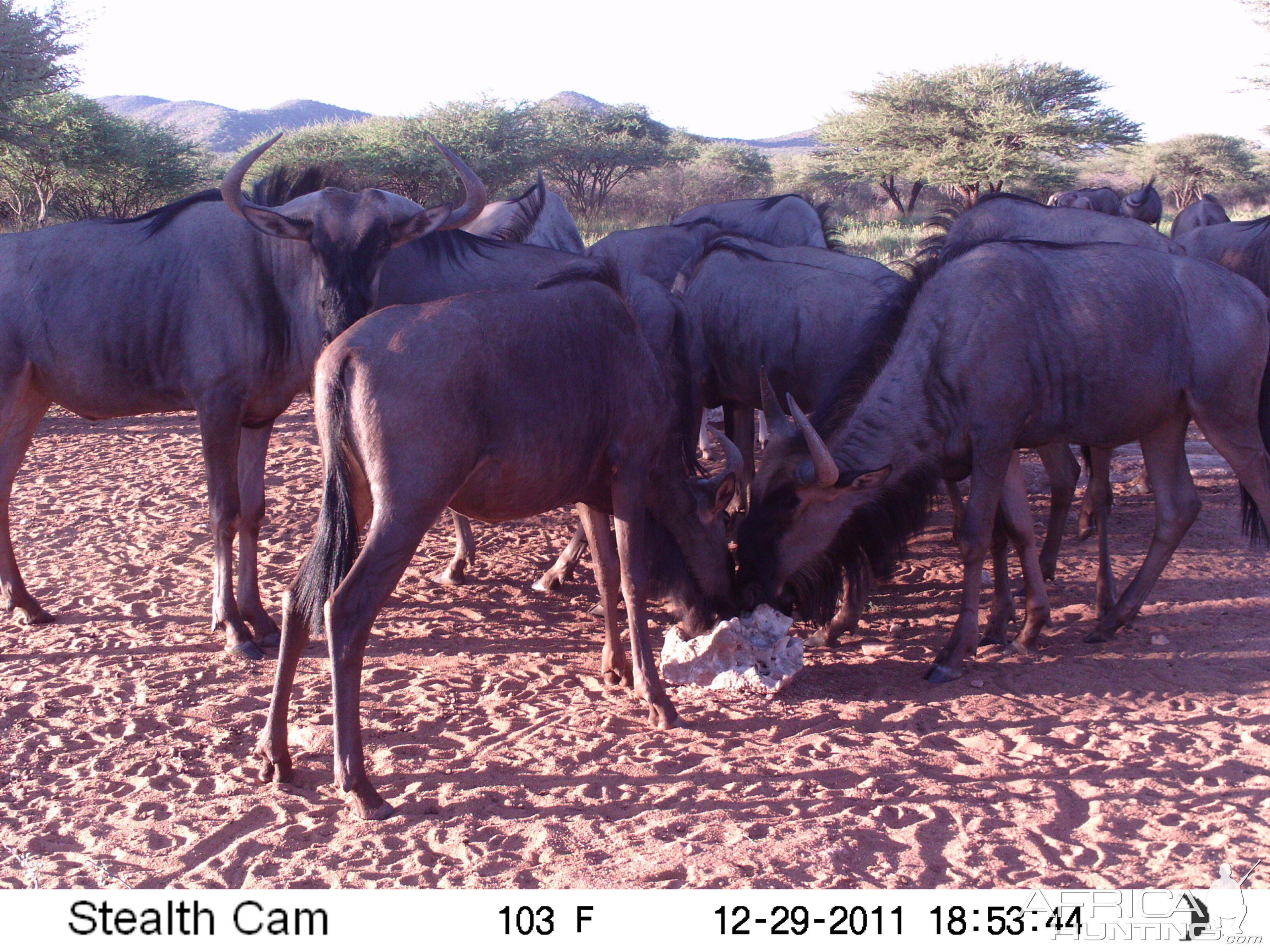 Trail Camera Namibia