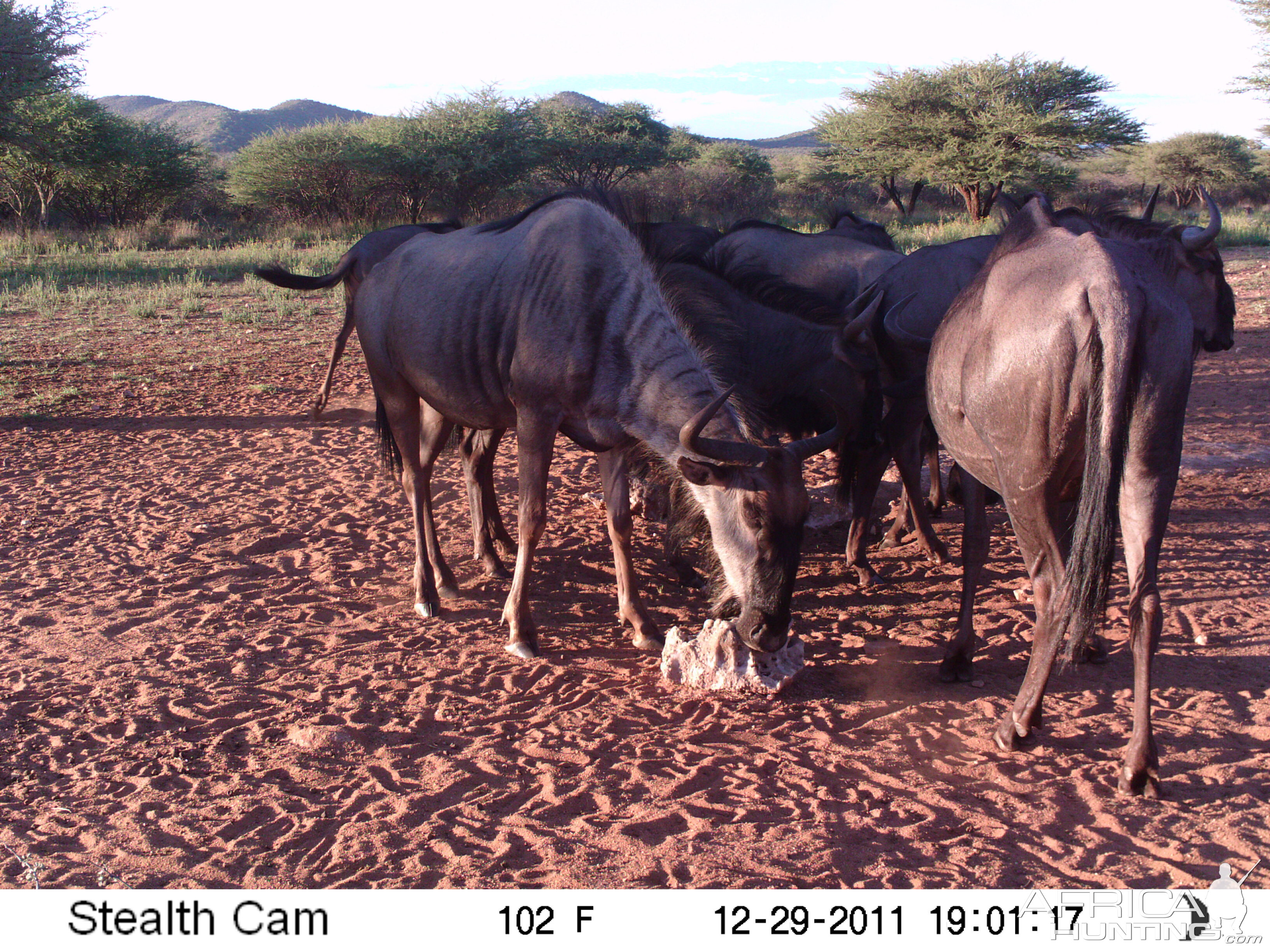 Trail Camera Namibia