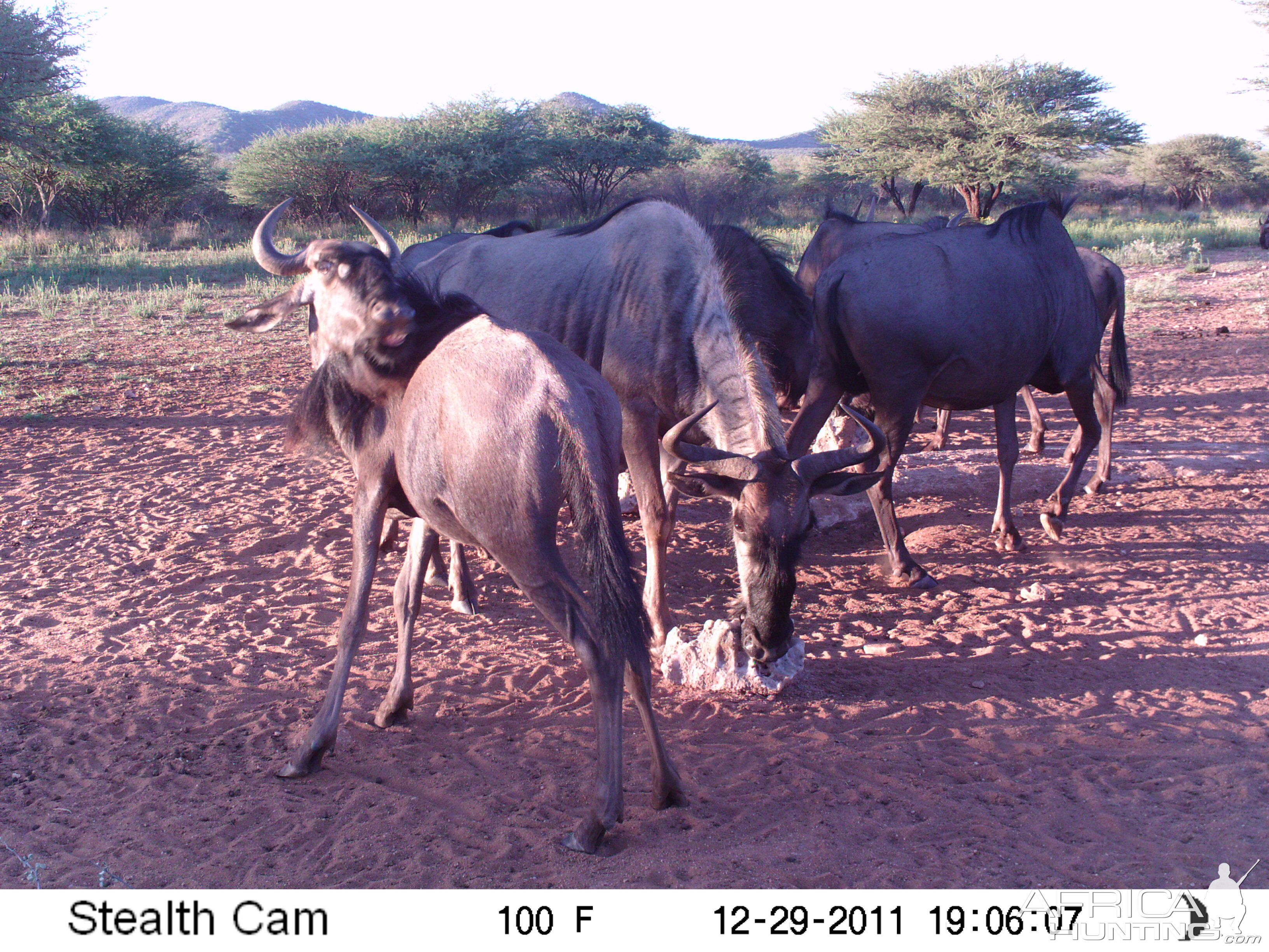 Trail Camera Namibia