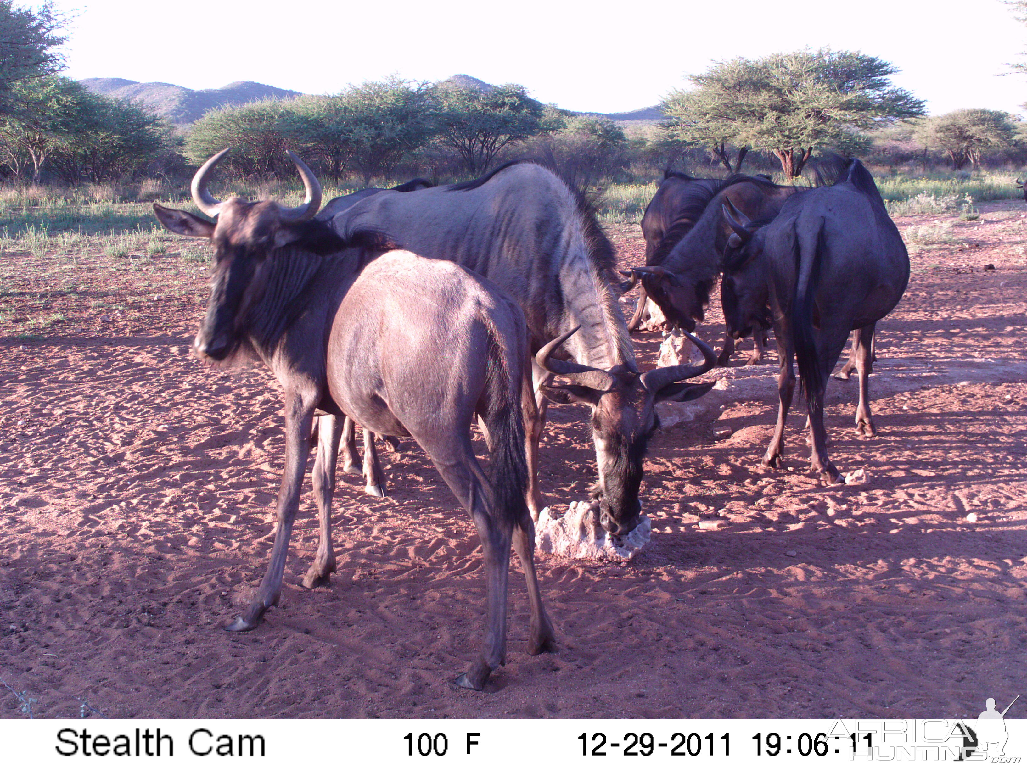 Trail Camera Namibia