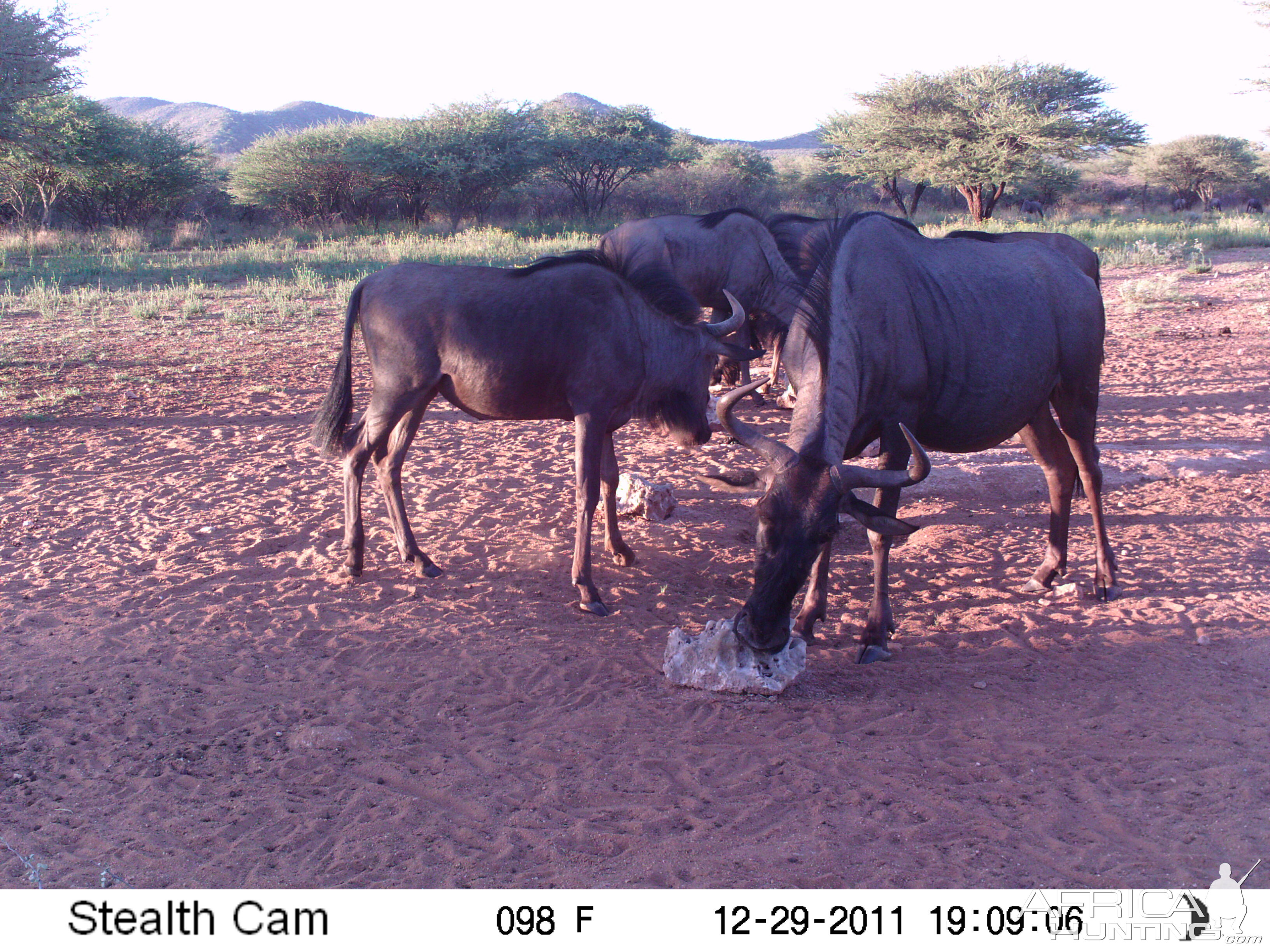 Trail Camera Namibia