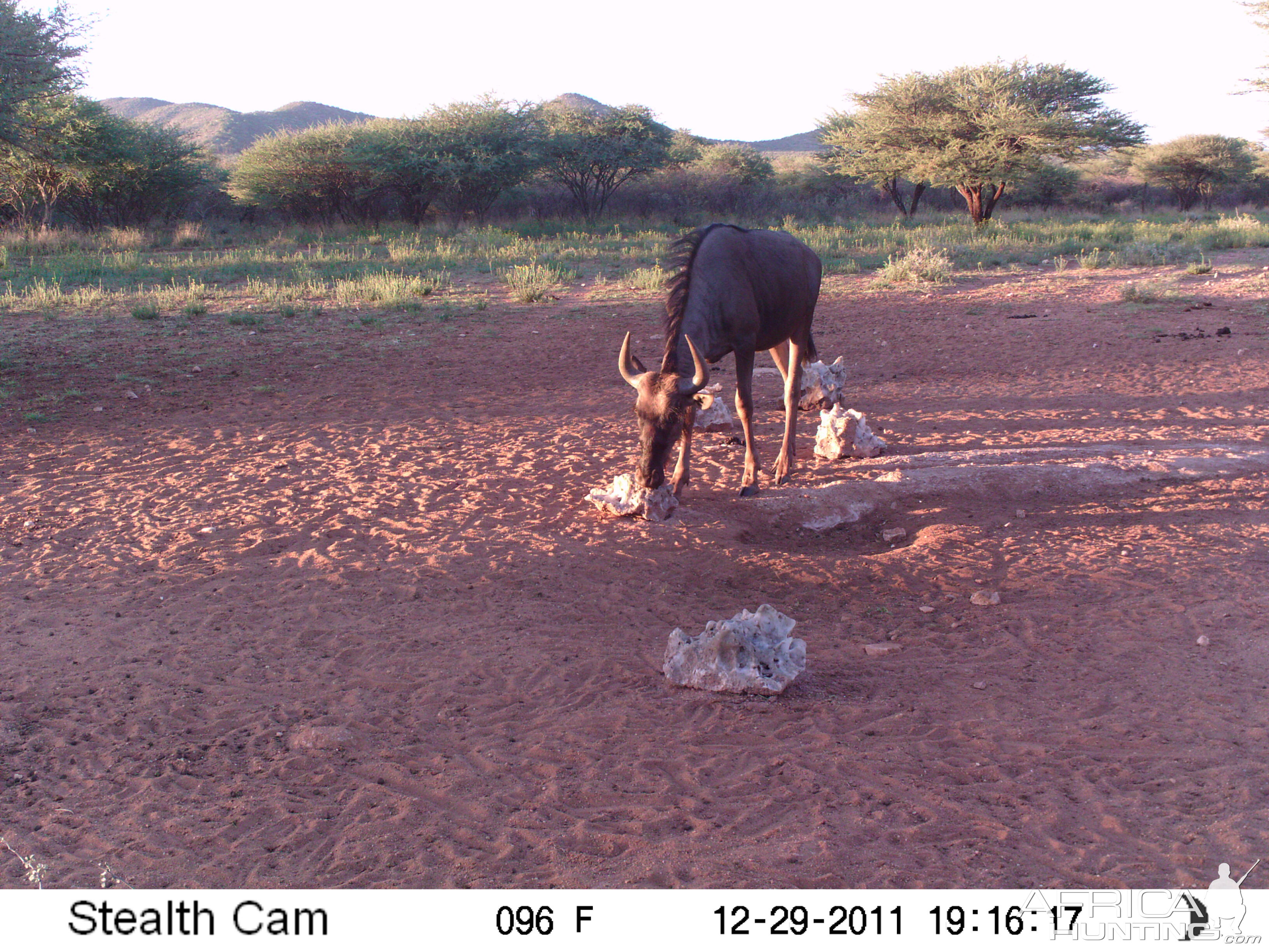 Trail Camera Namibia