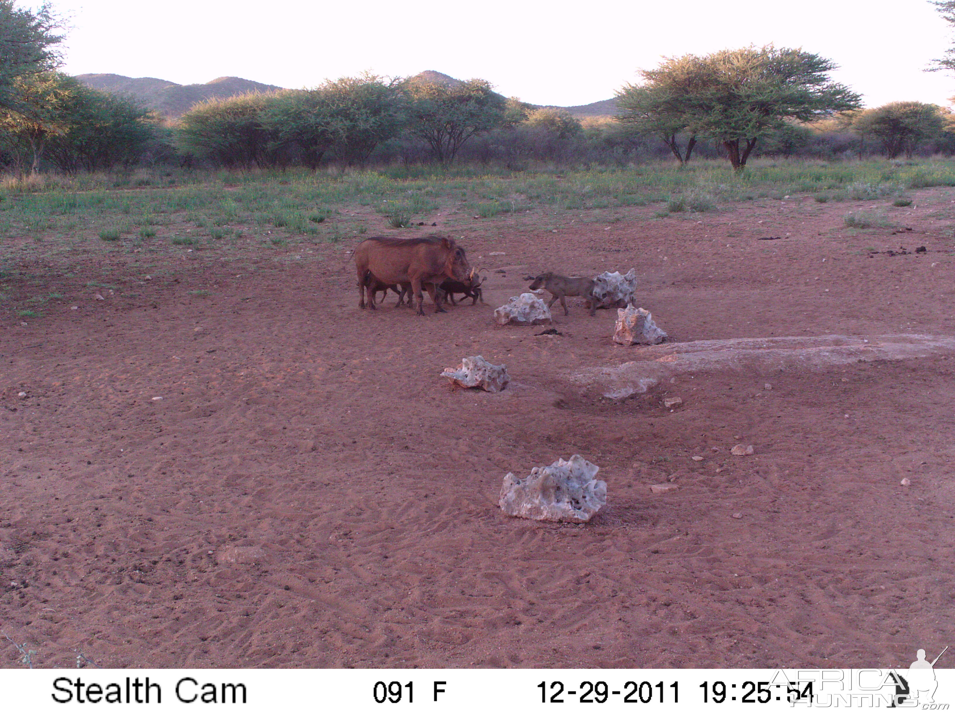 Trail Camera Namibia