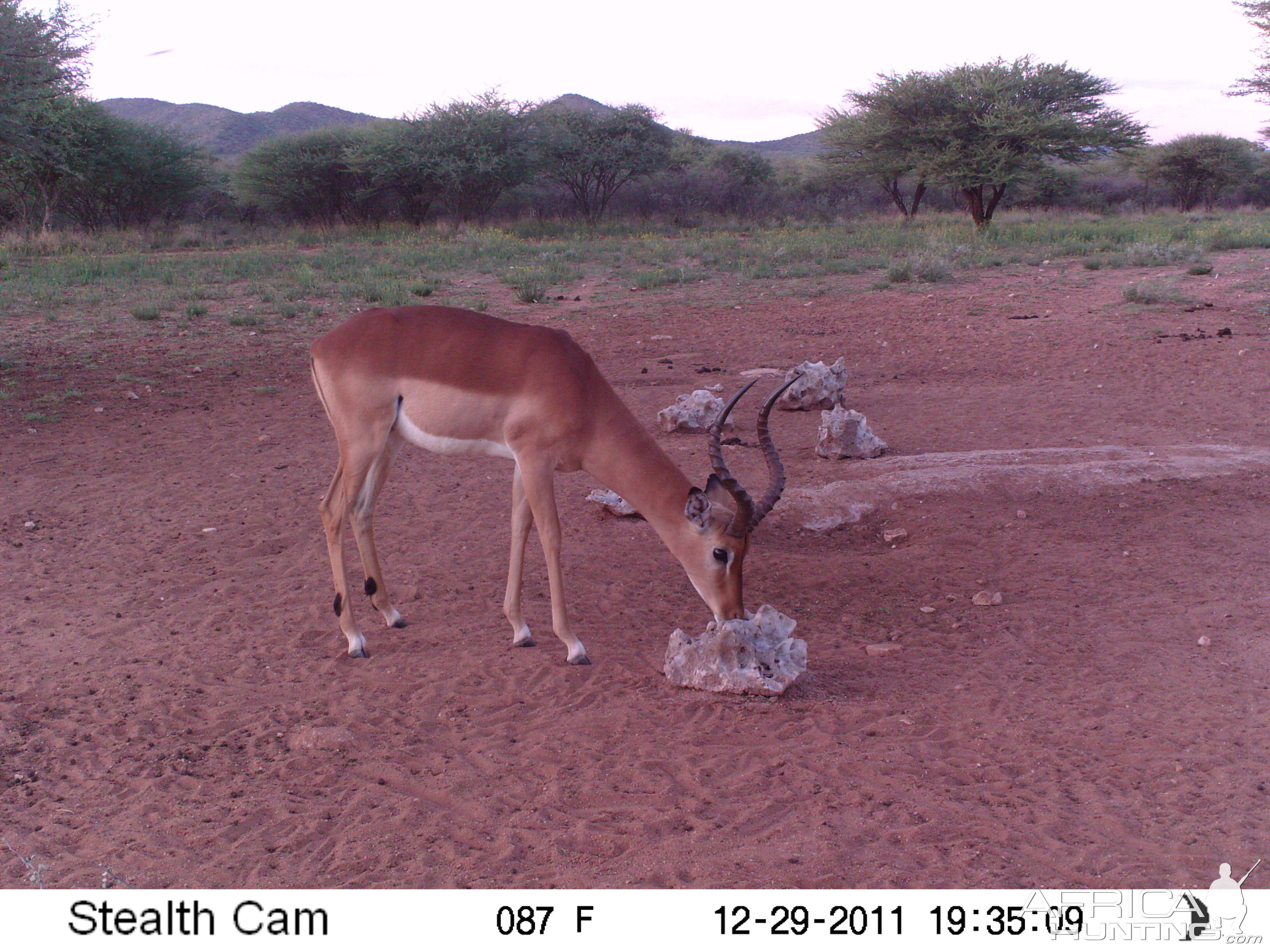 Trail Camera Namibia